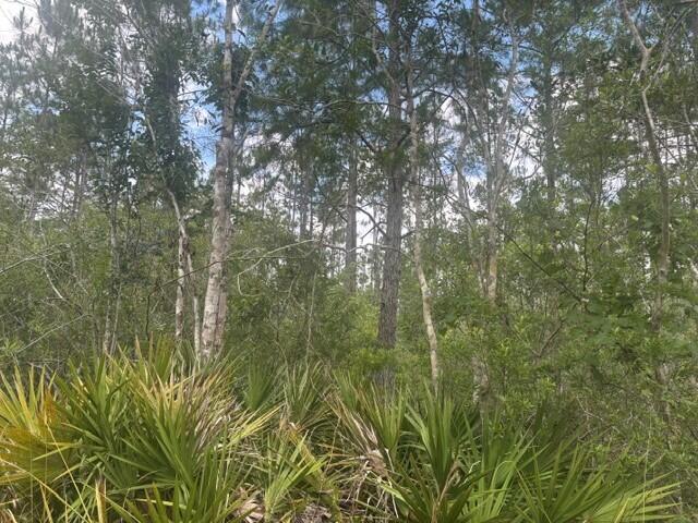 GS132 Green Swamp - Land