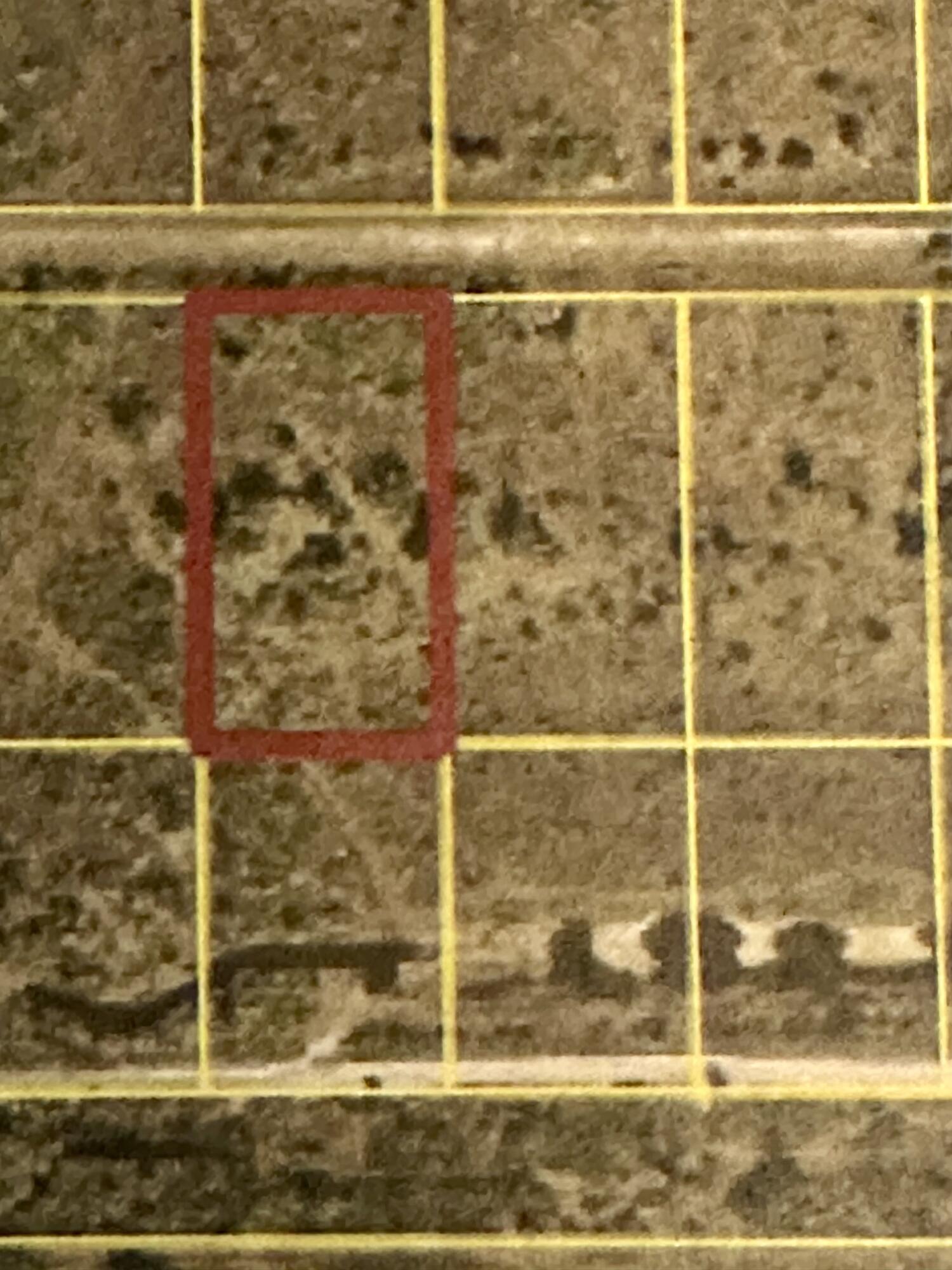 VICKING LOT-1.25 ACRES
NO HOA, BRING THE ANIMALS AND THE TOYS. SERENE FLORIDA LIVING.