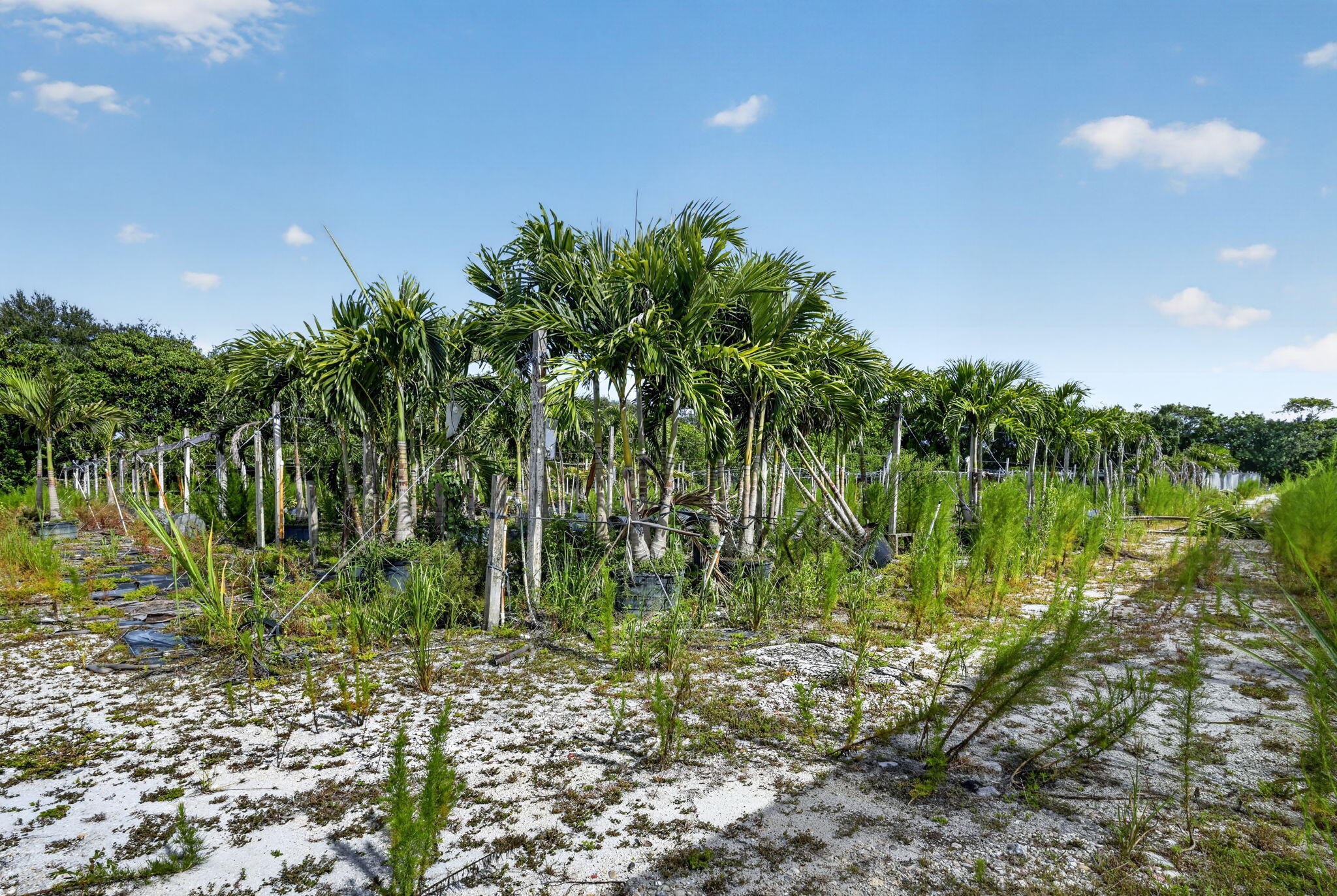PALM BEACH FARMS CO 1 - Land
