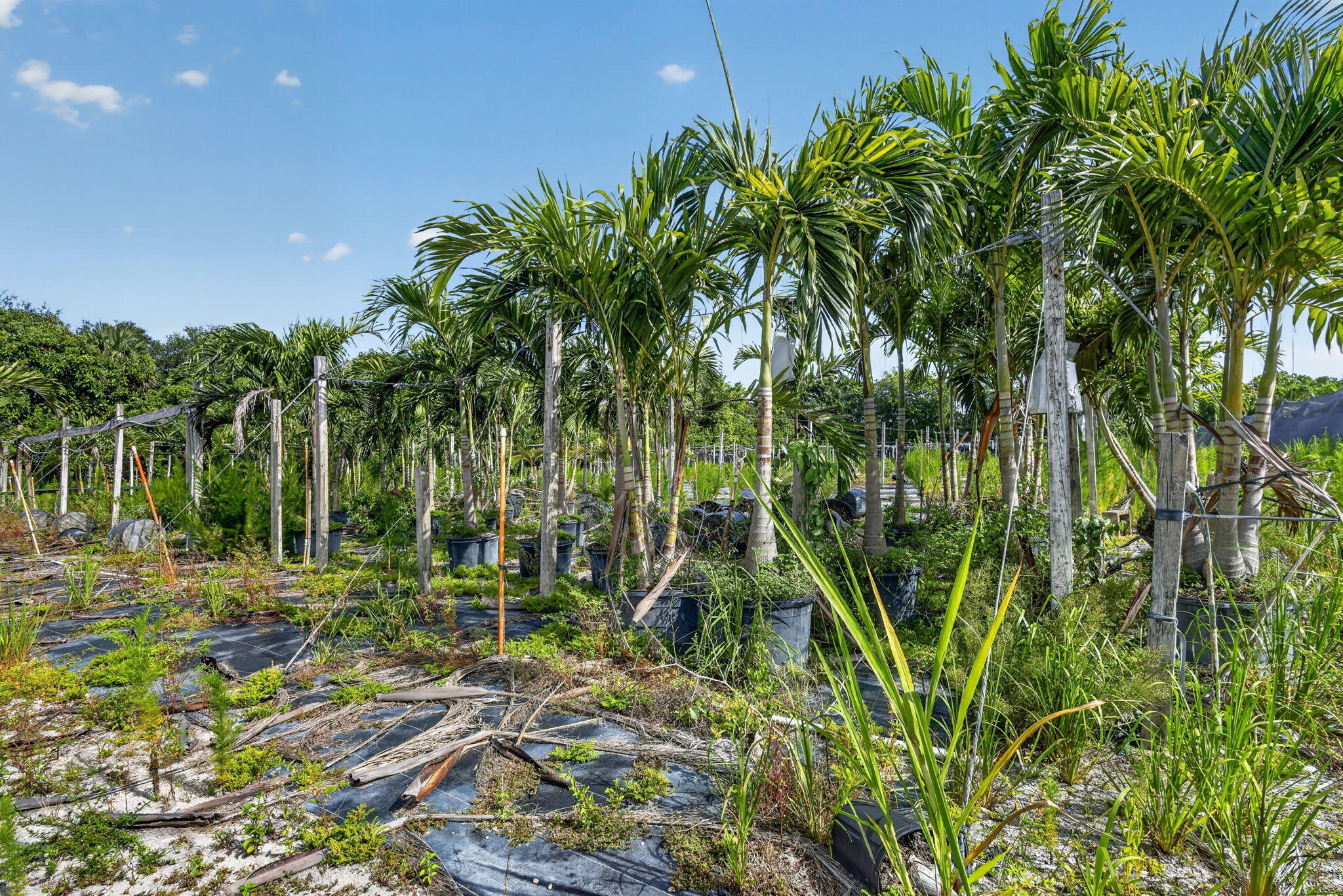 PALM BEACH FARMS CO 1 - Land