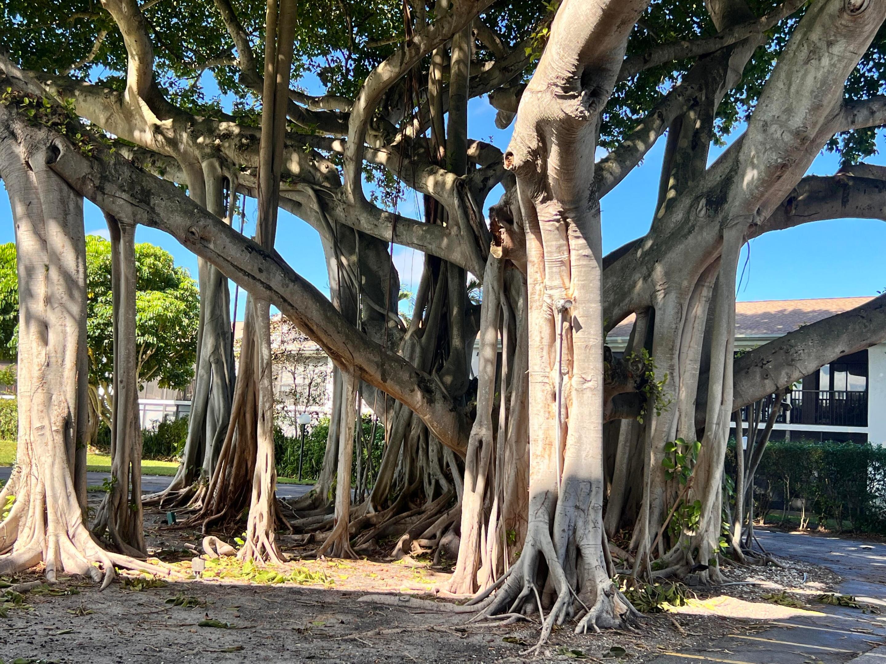BANYAN TREE VILLAGE CONDO - Residential
