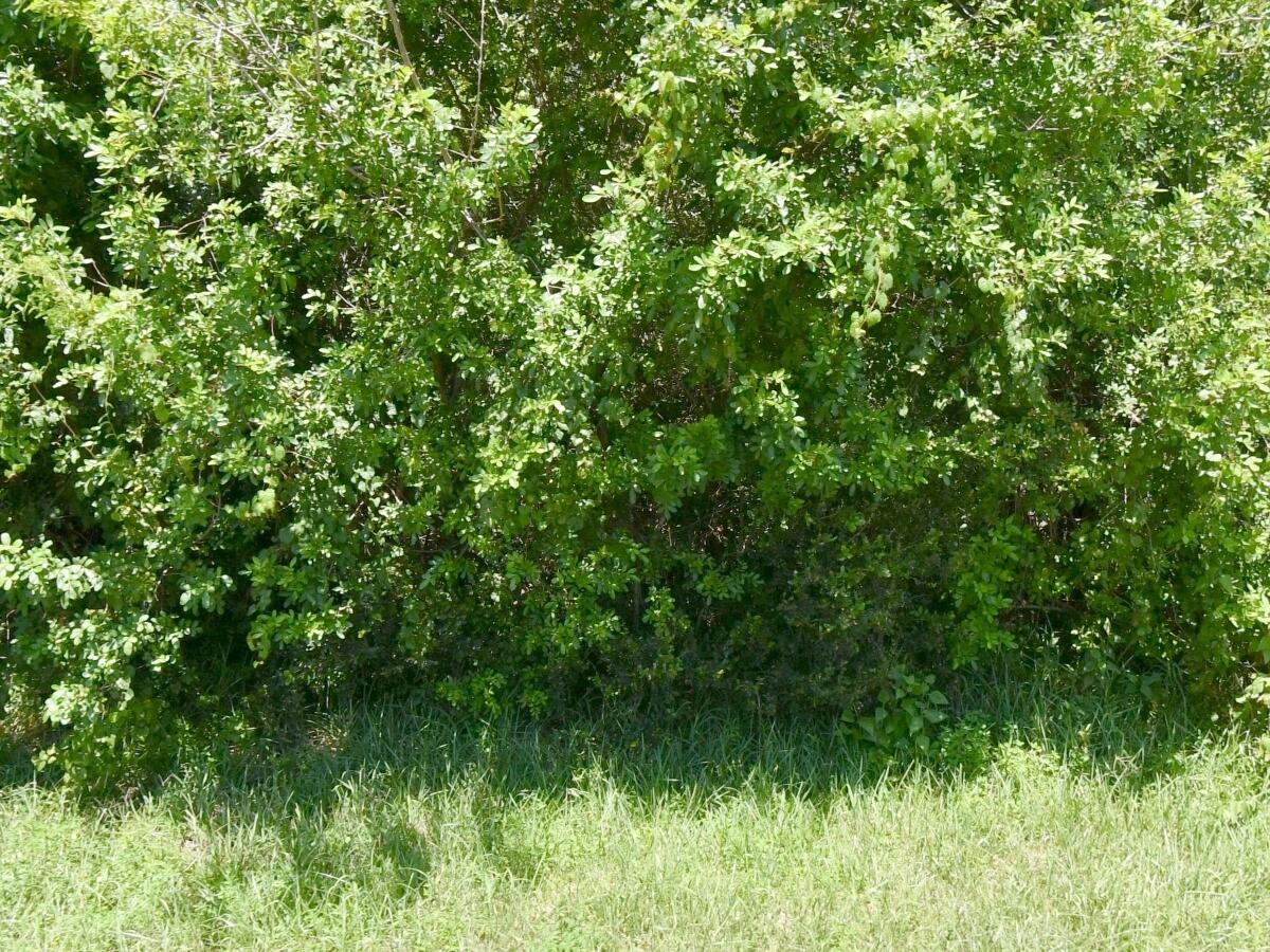 Stop settling for small lots and build the custom home you've always wanted! This exceptional 0.47-acre residential lot offers the perfect blend of space, privacy, and convenience in one of Florida's fastest-growing cities.