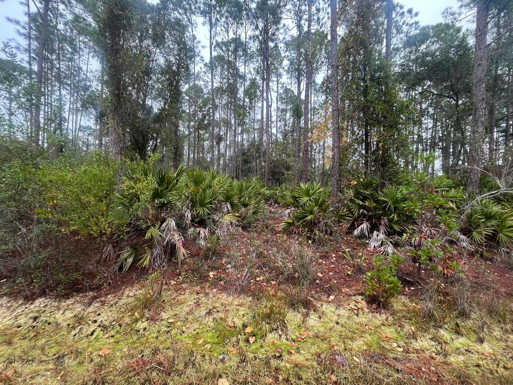 Zoned R-2 - 0.23-Acre Wooded Lot - Country Living Near Lake George! Experience country living at its best with this beautiful 0.23-acre wooded lot located in Georgetown! Build or bring your dream home and enjoy the natural beauty and recreation nearby. Just minutes from the St. Johns River Rod & Reel Club, Lake George boat ramp, and fishing pier, this location is perfect for outdoor enthusiasts. Spend your weekends boating, fishing, hiking, or swimming in the crystal-clear waters of Salt Springs and Silver Glen Springs. Zoned R-2, this parcel allows for site-built, manufactured, modular, mobile, tiny homes, and barndominiums—giving you full flexibility to create your ideal Florida retreat or investment property.  Buyer to verify all property details including zoning, utilities, land use, and building requirements. All information deemed reliable but not guaranteed.