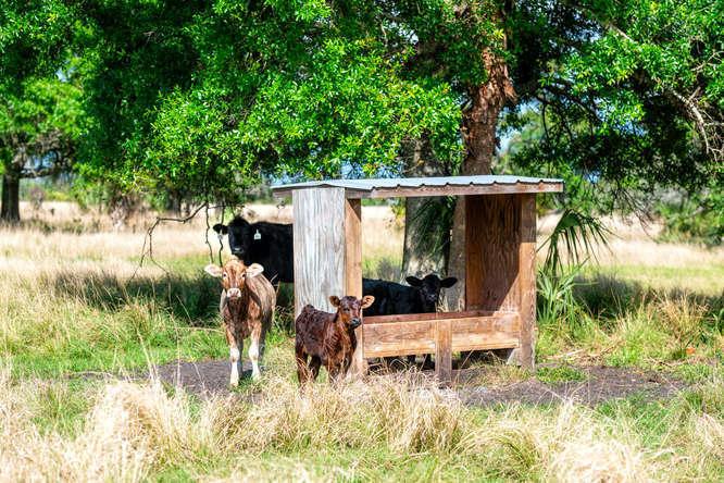 UNASSIGNED, OKEECHOBEE - Land
