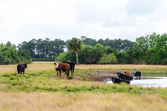 UNASSIGNED, OKEECHOBEE - Land