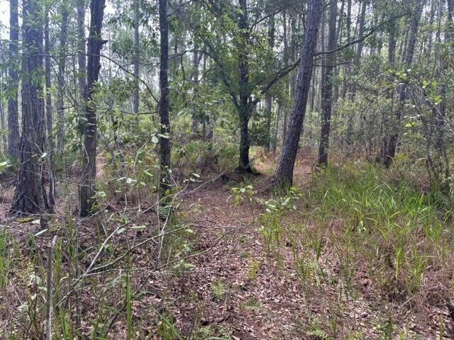 GS38 Green Swamp - Land