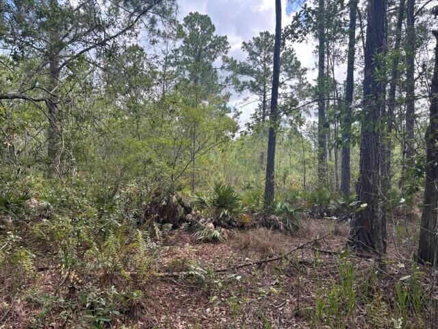GS38 Green Swamp - Land