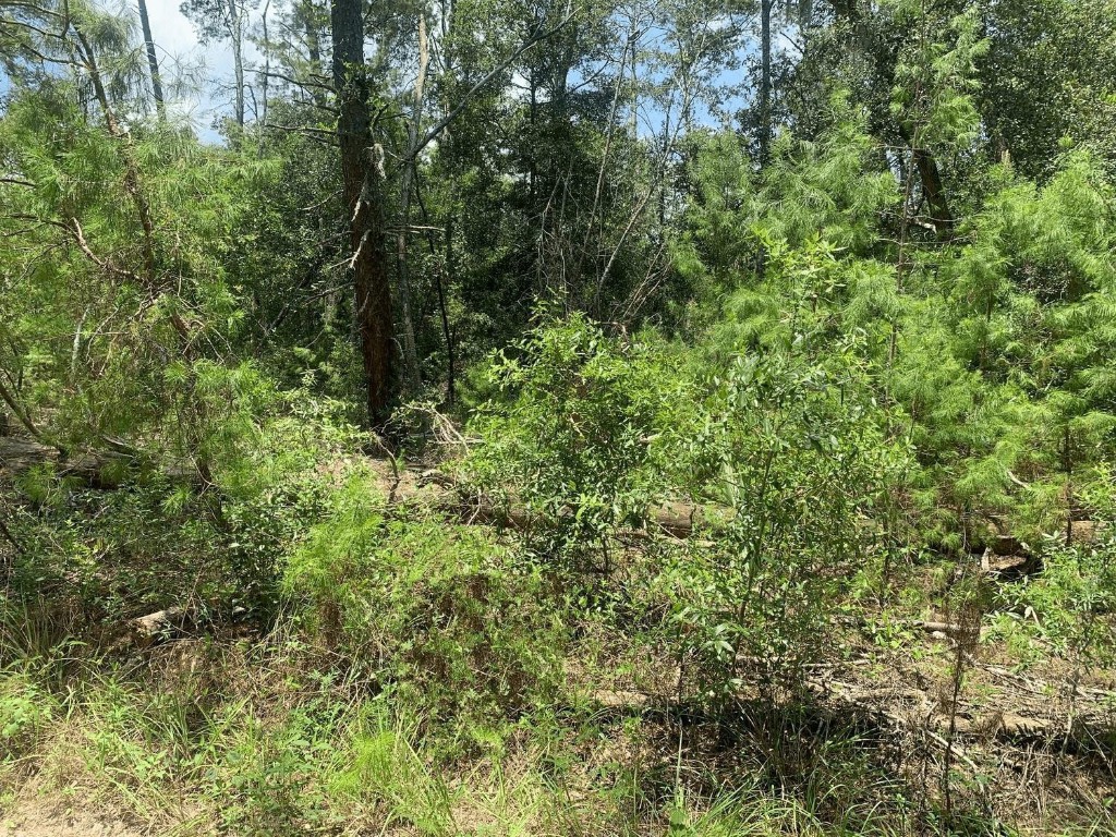Nice building lot in Putnam County. Buy today, build tomorrow. Only $1,500 down with no credit check.