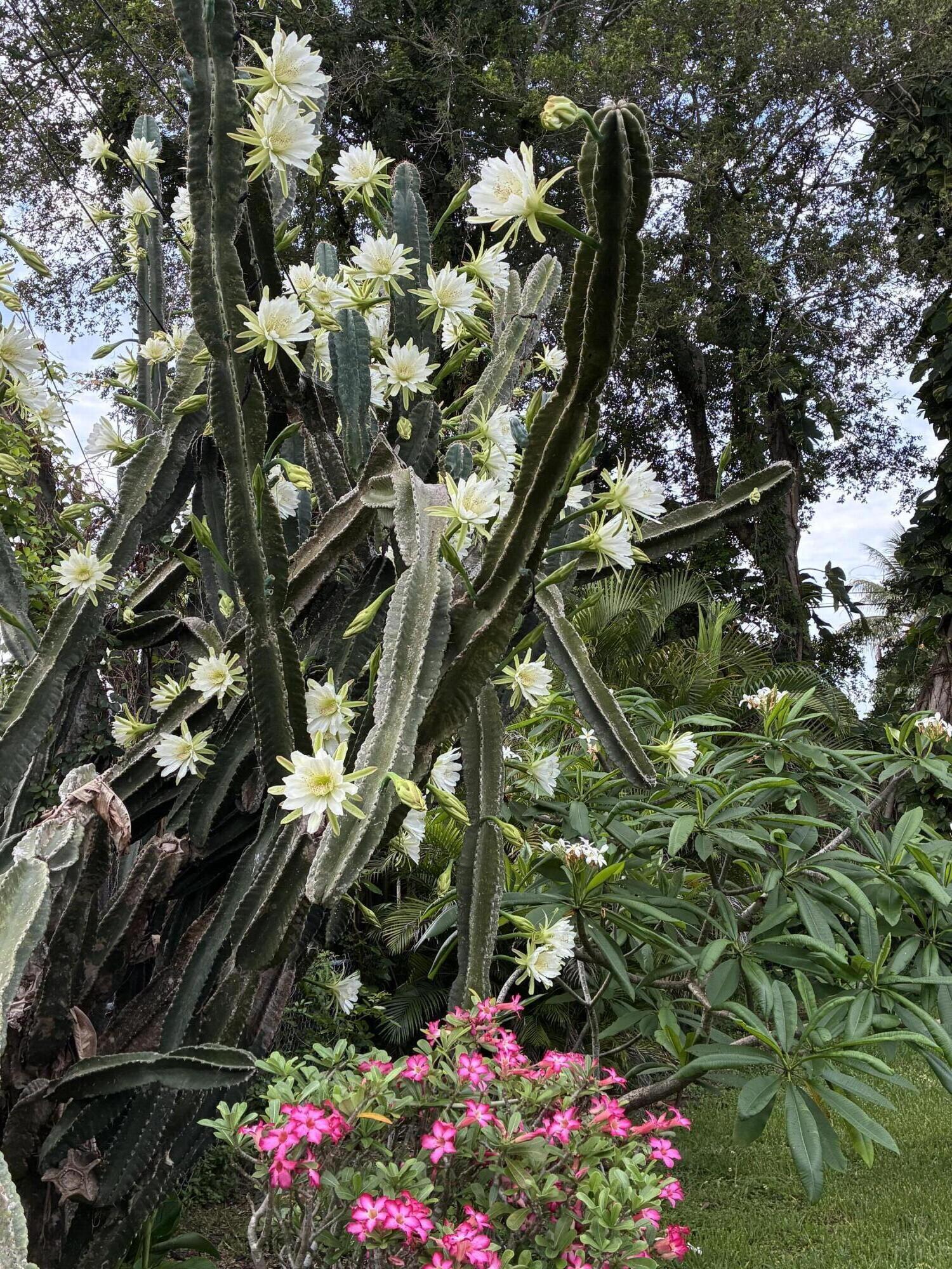 HOLLYWOOD LITTLE RANCHES - Residential