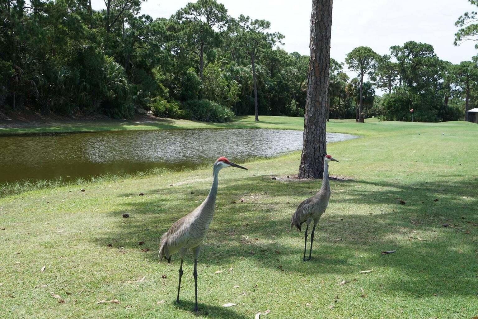 Spanish Lake Golf Village - Residential