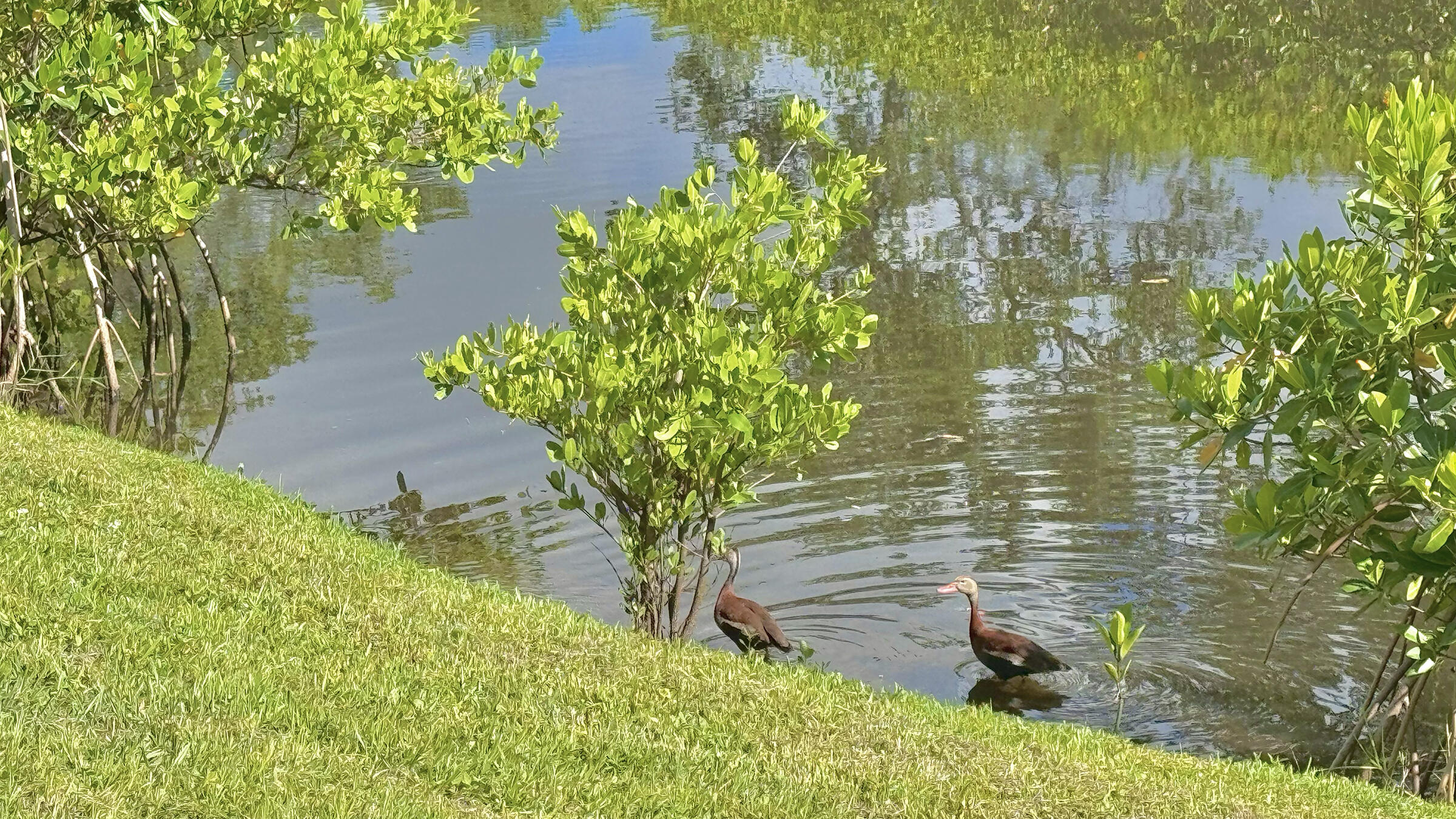 VILLAGE OAKS CONDO - Residential