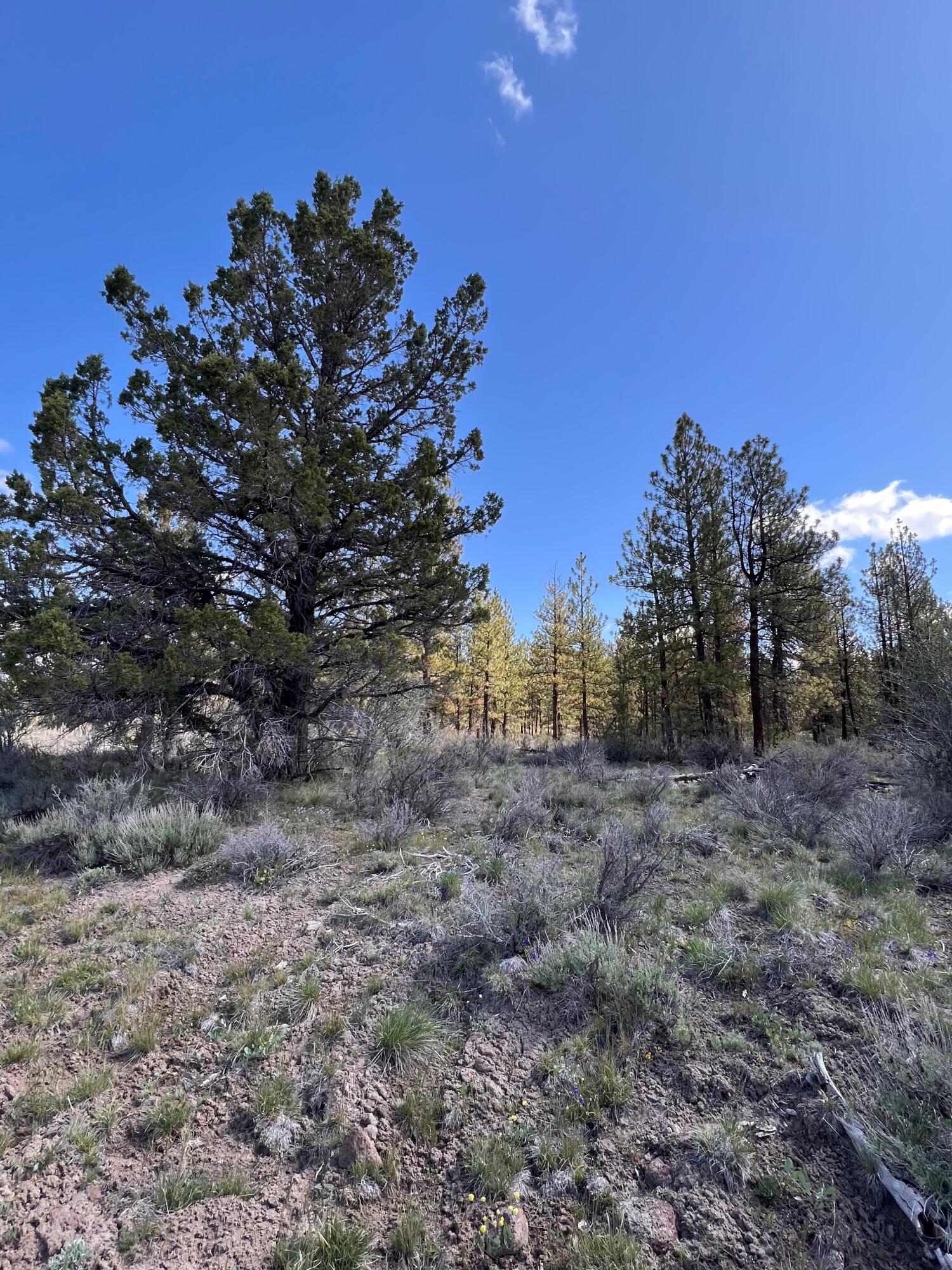 Oregon Pines - Land