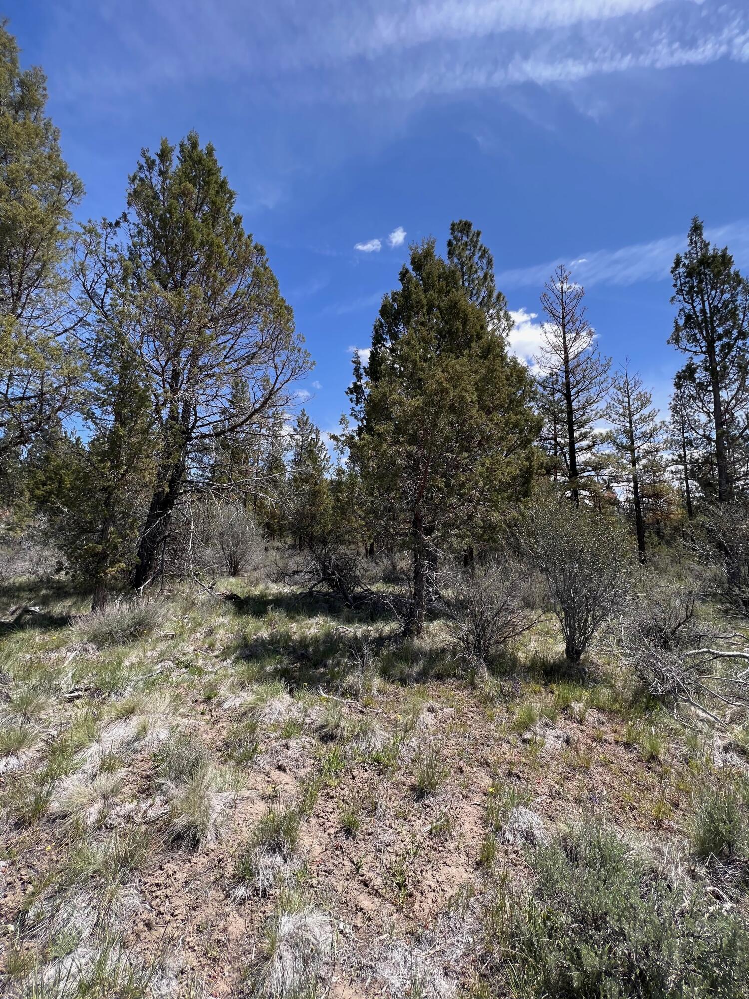 Oregon Pines - Land