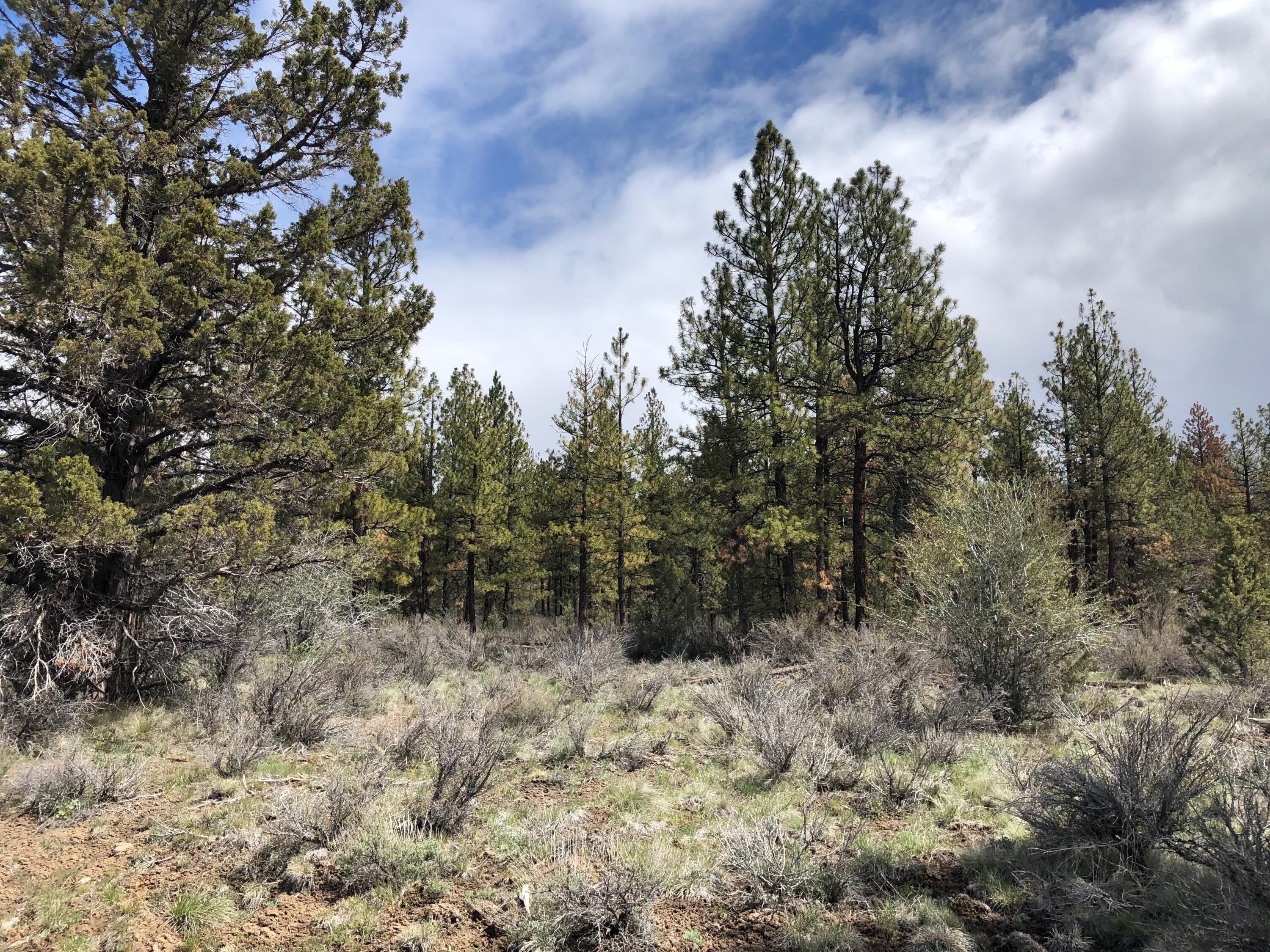 Oregon Pines - Land
