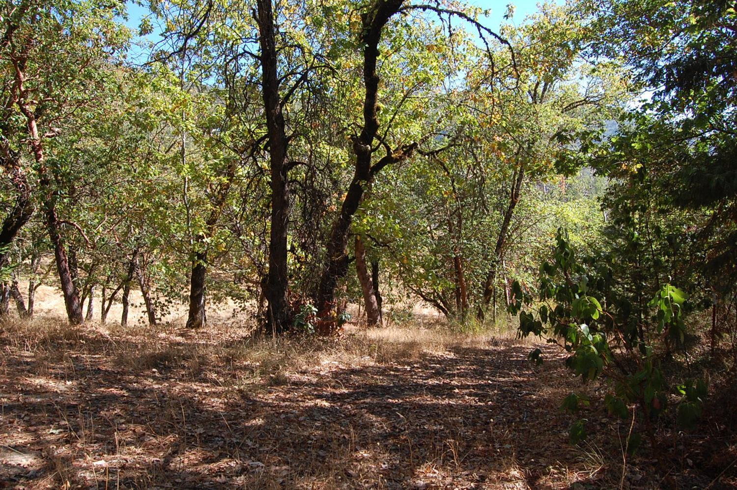 Rolling land nicely treed, well installed and standard septic approval. Another 2.5+ acre lot coming available soon. Property is zoned R-1-12. Grants Pass Irrigation could be available, call for details. Buyer to do due diligence.