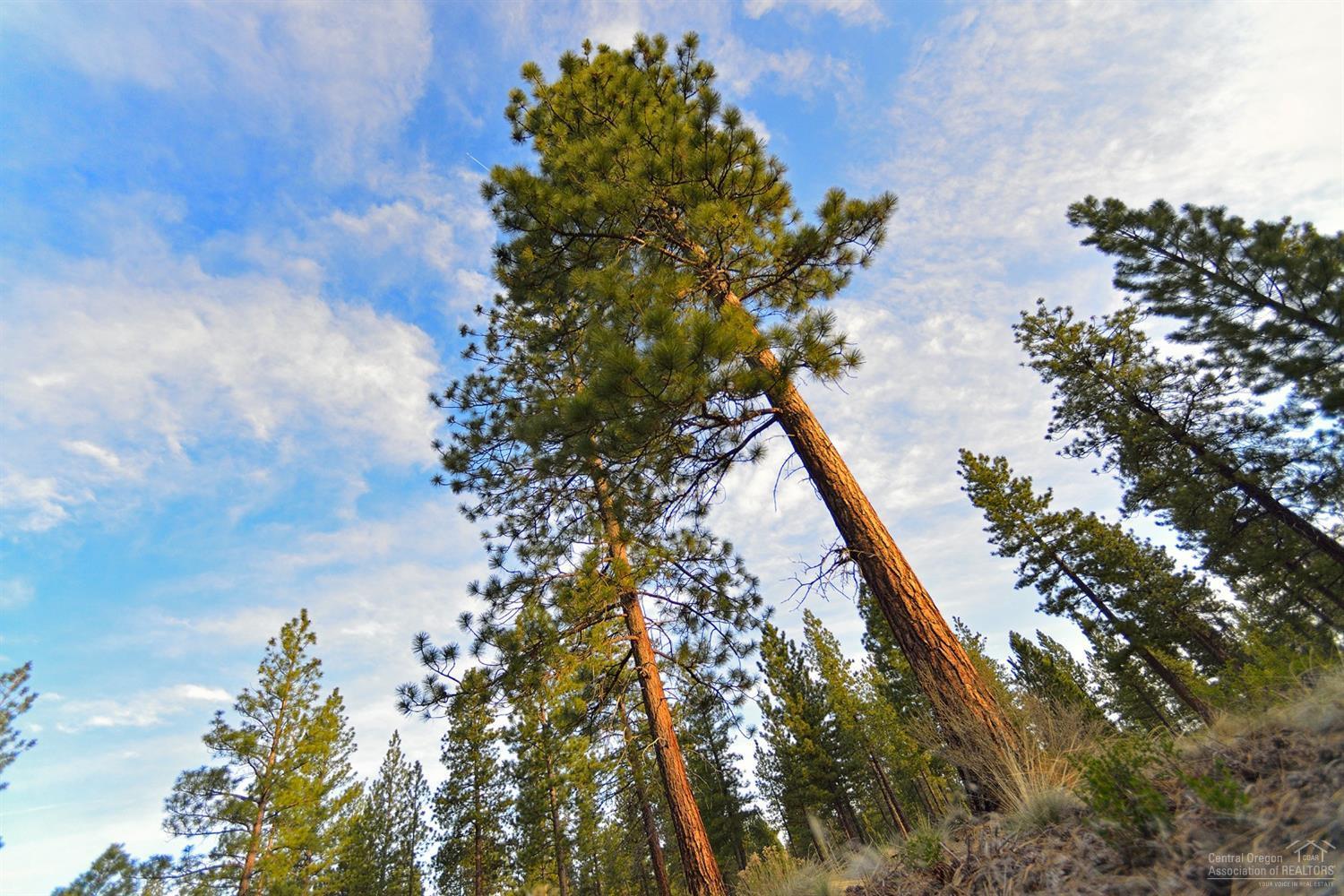 Tree Farm - Land