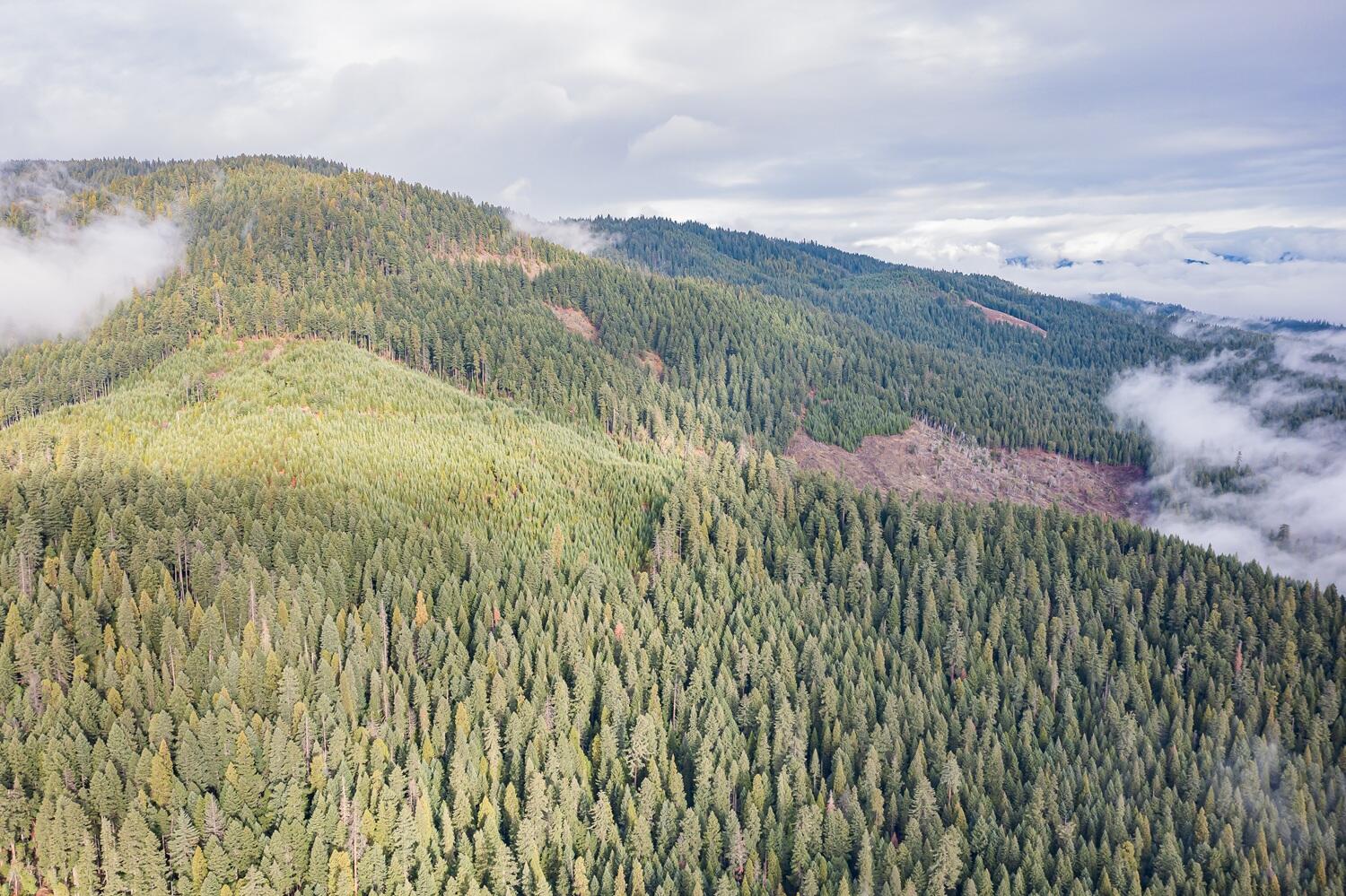 Just outside the town of Prospect, this unique offering features just over 100 acres that has been historically managed as timberland. Comprised of two tax lots, roughly 60 acres are planted in healthy 19-year-old Douglas-fir, providing strong future harvest and income potential. Access is via a well-maintained, graveled Forest Service road, offering both convenience and a sense of seclusion.

The properties are completely surrounded by National Forest, providing exceptional privacy and direct access to vast public lands. Lost Creek Lake and the Rogue River are only minutes away, adding nearby opportunities for boating, fishing, and recreation. Wildlife is abundant—deer, elk, and bear frequent the area—making it ideal for hunting, camping, hiking, or creating a private getaway. A standout opportunity for those seeking both recreational enjoyment and long-term investment value in Southern Oregon. Buyers responsible for conducting all due diligence into intended uses of the land.