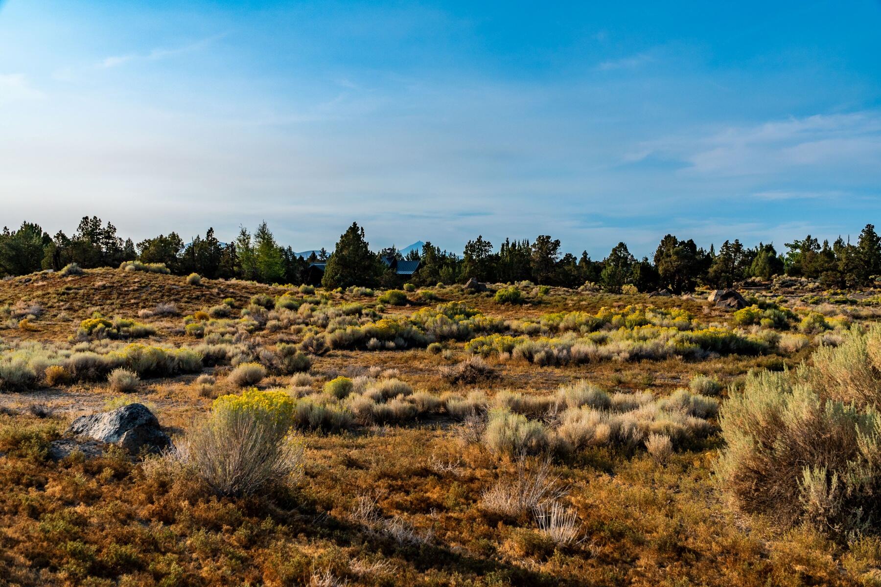 Pronghorn - Land