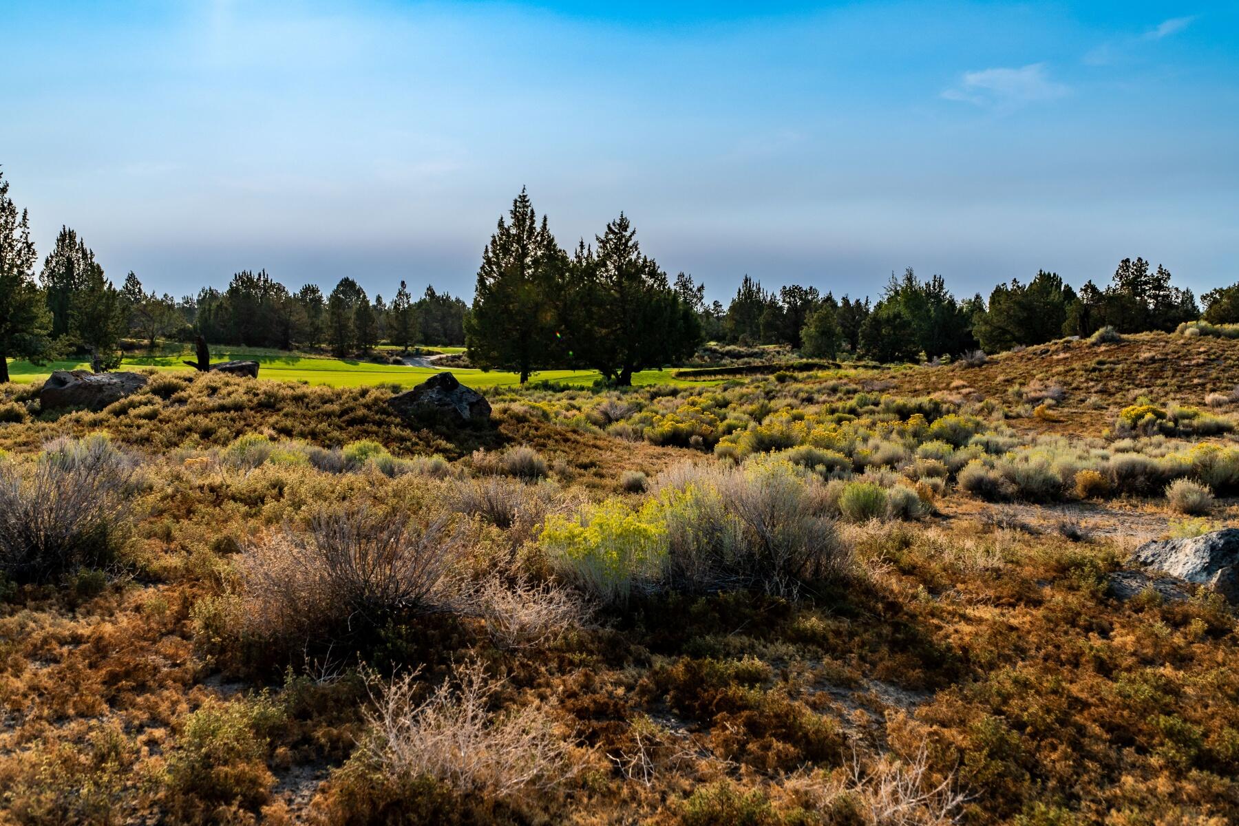 Pronghorn - Land