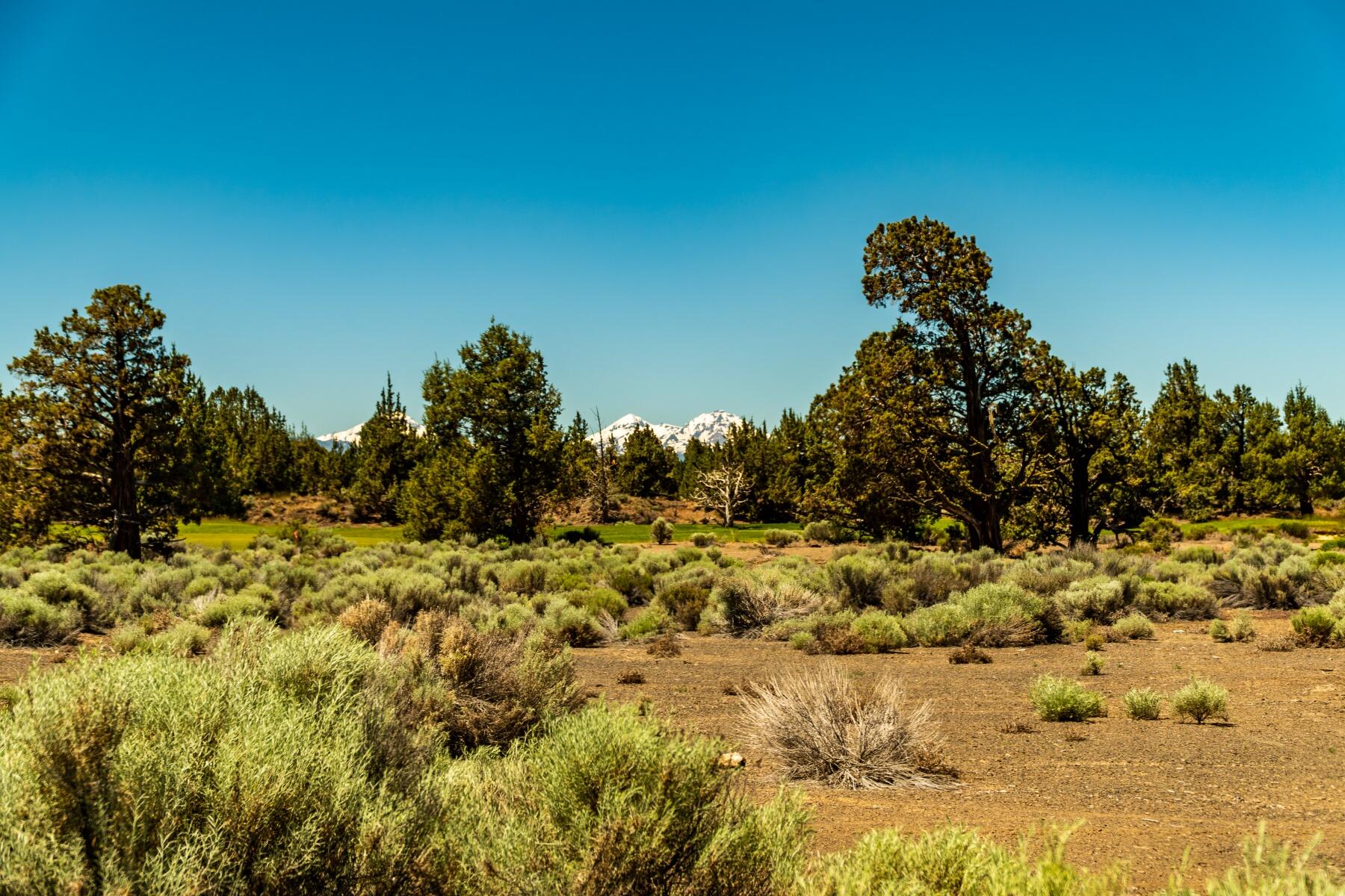 Pronghorn - Land