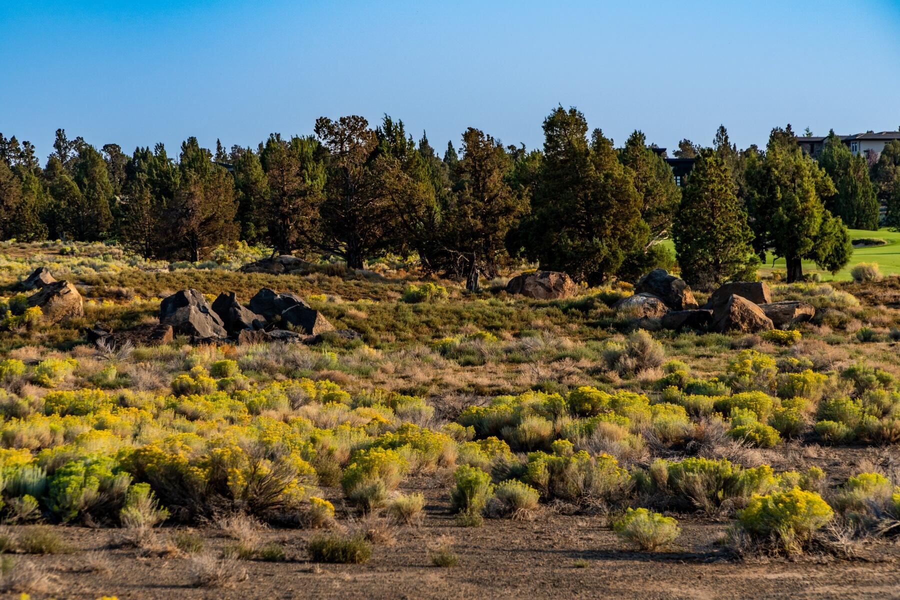 Pronghorn - Land