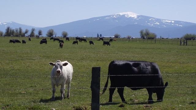N/A - Farm
