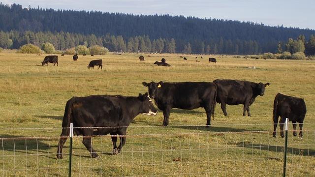 N/A - Farm