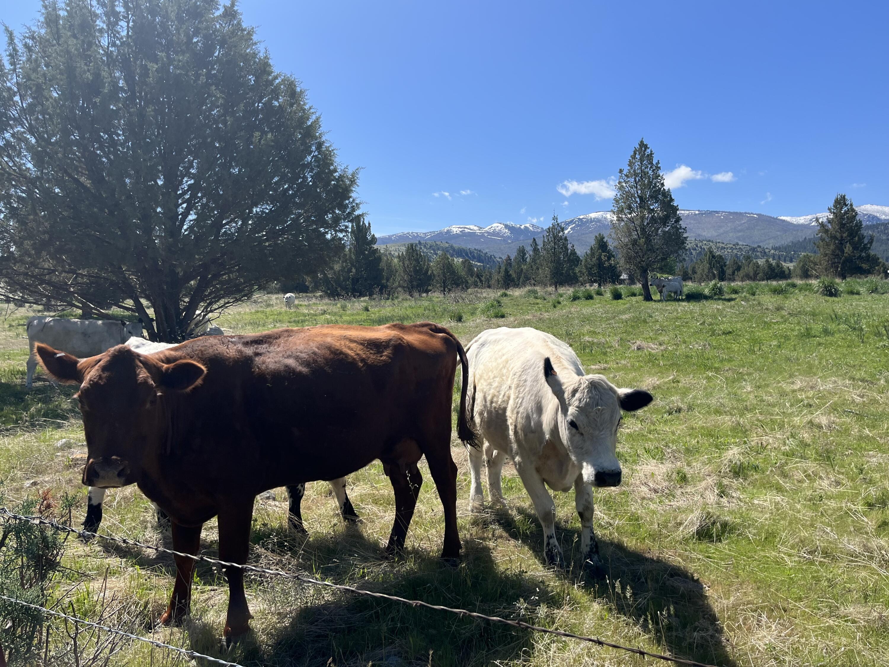 N/A - Farm