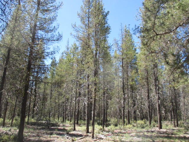 Mt. Scott Meadow - Land