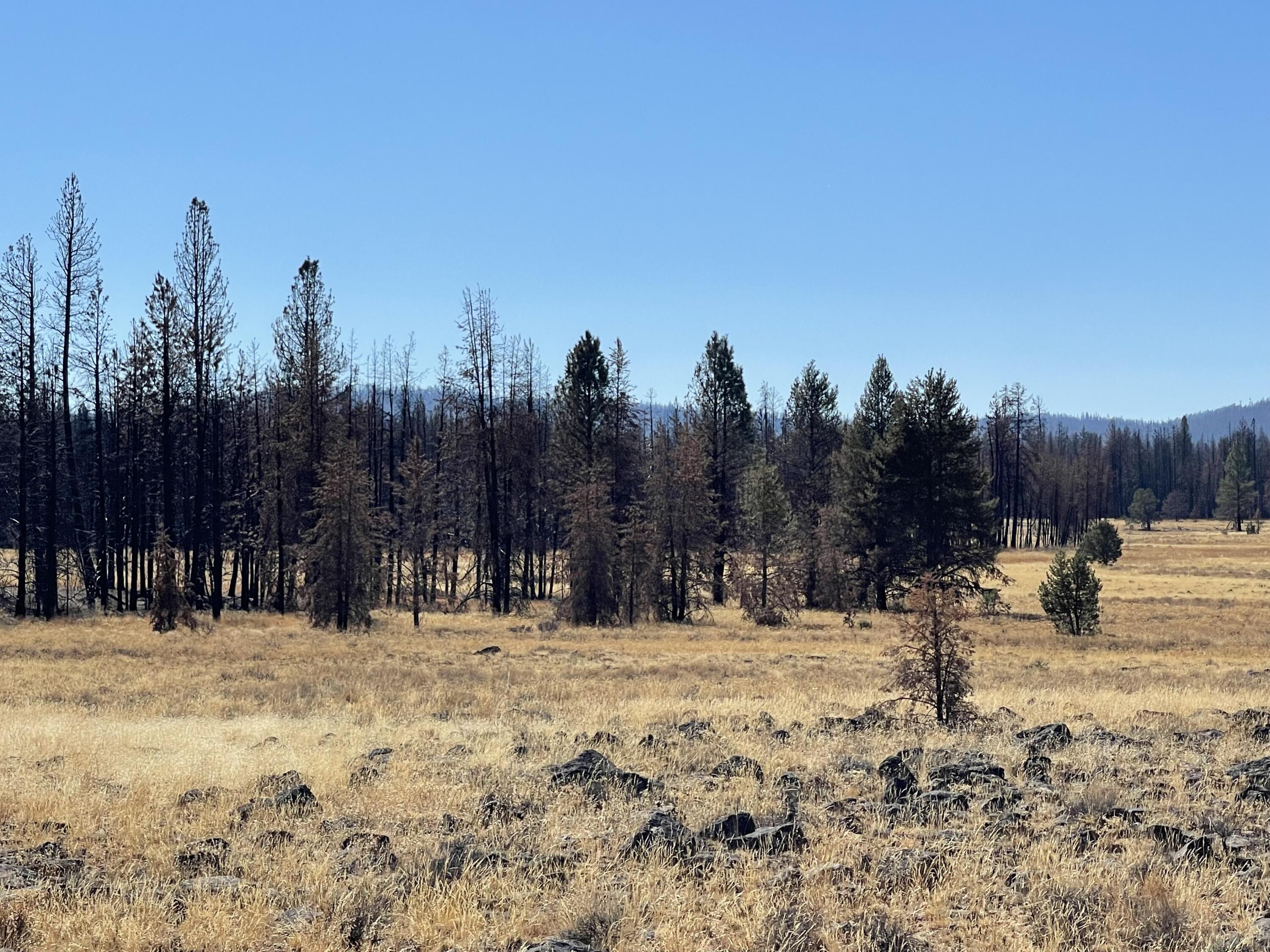 Off Grid ~ Several neighbors in the area live full time off grid. Scyan River 2-3 minutes away!!

10.39 Acres with National Forest Public Lands against the back side of this parcel. Parcel boarders and has access directly onto public lands. The Scyan River is a bout 2-3 minutes away and just up the road with public access directly to the river.
This parcel does have some fire damage to the trees from the Bootleg Fire of 2021.
Many of the birch trees are growing back and are a few ffet tall. This parcel has an area that is considered a seasonal stream per county records. An area flows water during the wet season and it feeds the Scyan River.
It is identified on the flood plain maps.
Thousands of acres of forest lands just behind an ajoining this parcel.
KLAMATH FALLS FOREST ESTATES SYCAN UNIT BLK-1 LOT-5 N 415' OF S 830'
--------------------------------
Approx. Center Long:
-121.2303
Approx. Center Lat:
42.6673
