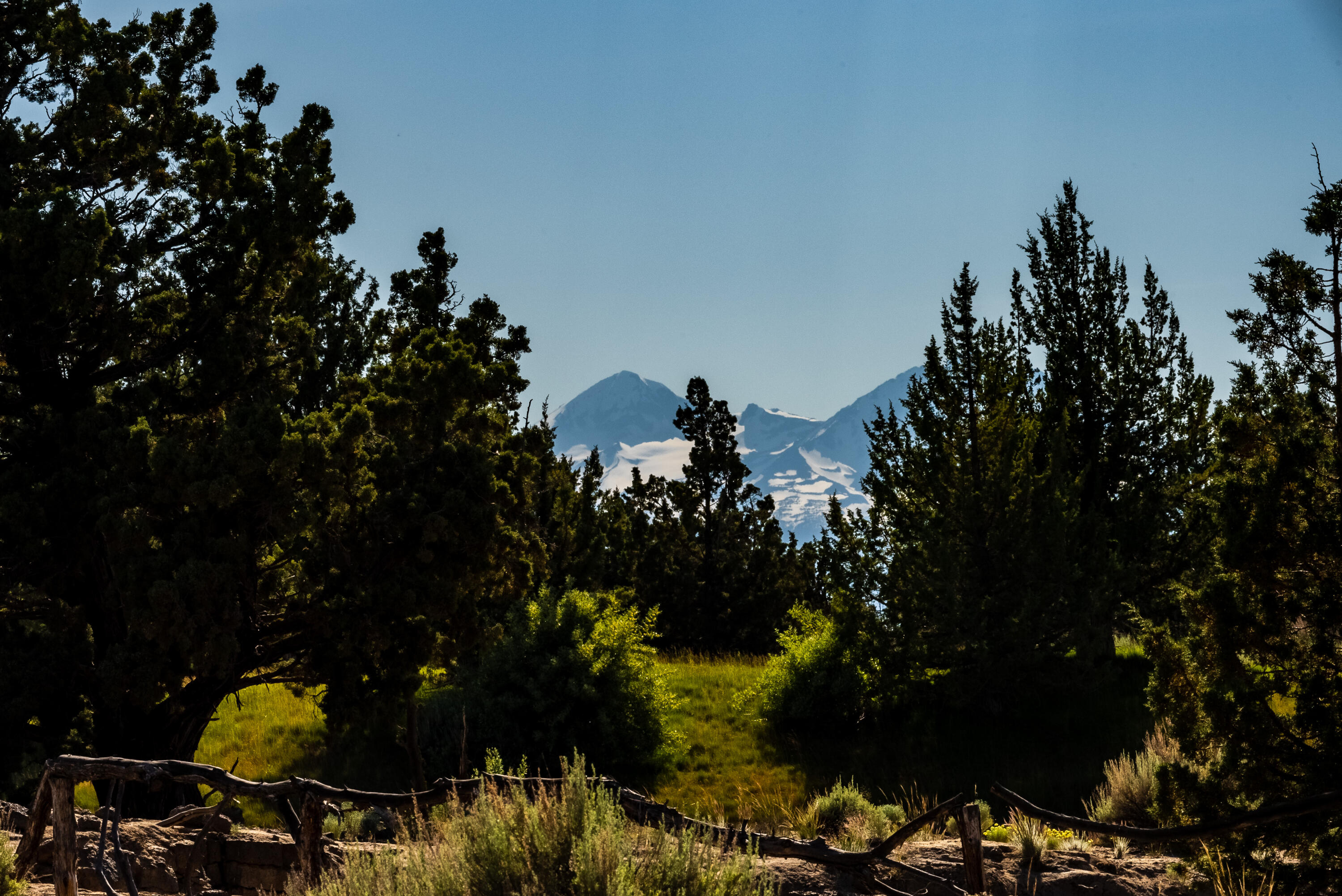 Pronghorn - Land