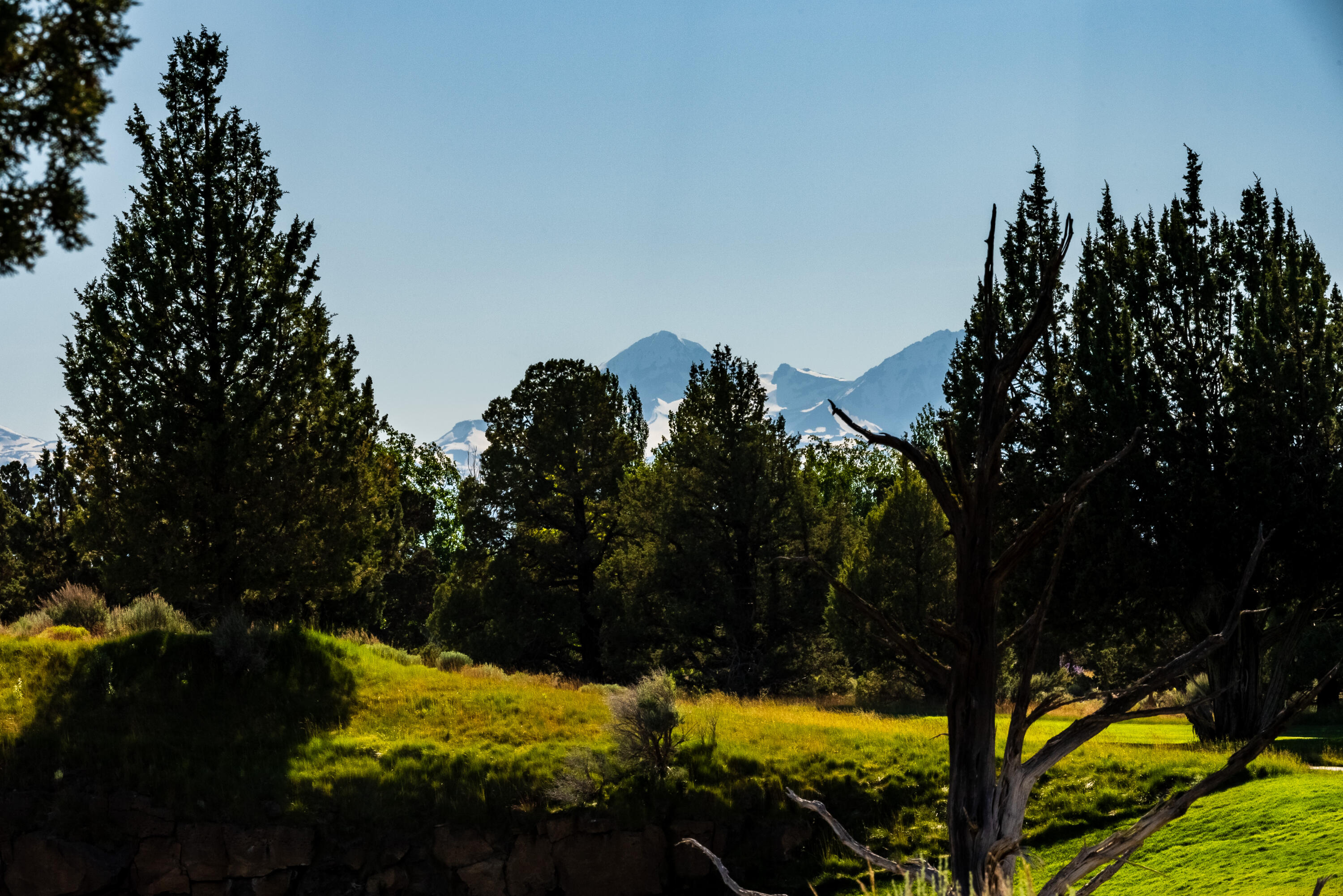 Pronghorn - Land