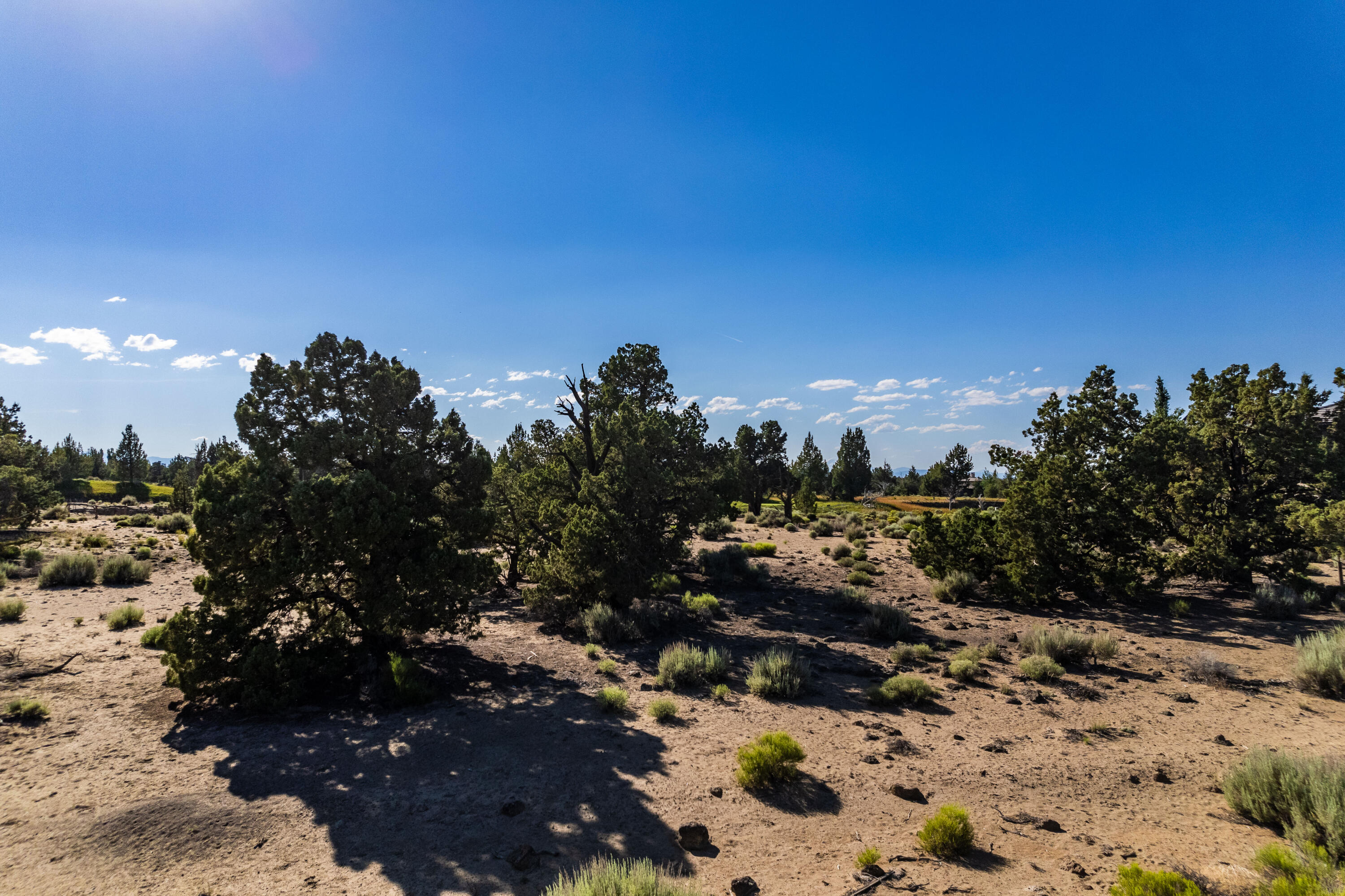 Pronghorn - Land