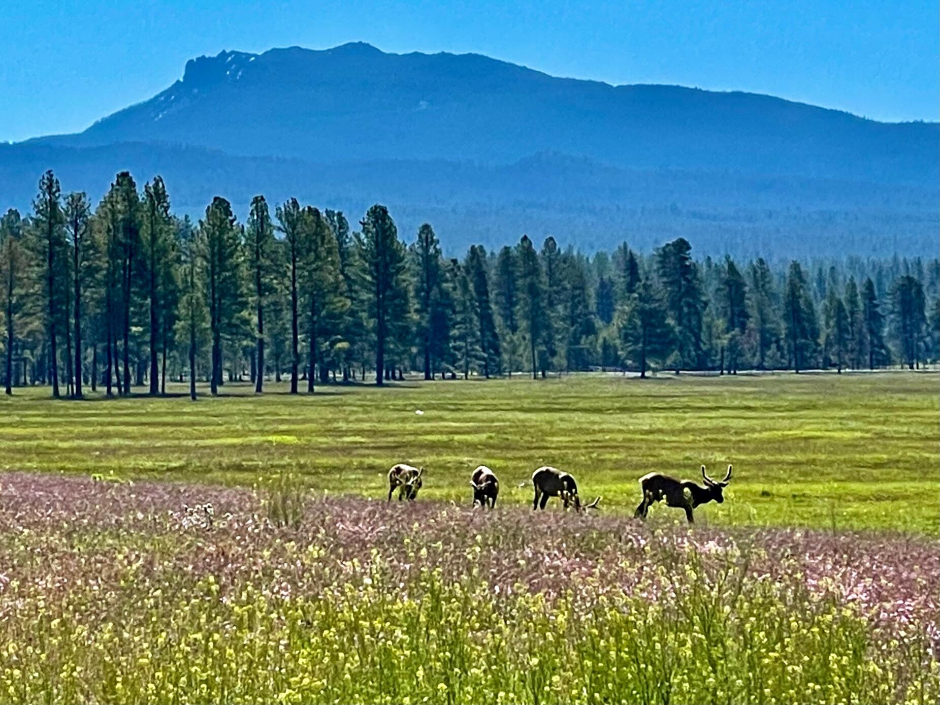 Spectre Ranch includes 1,099 deeded acres of irrigated meadows and timberland. Paulina Creek flows through the center of the property providing abundant water. With panoramic views of the Cascade Mountains and Paulina Peak, Spectre is the perfect recreational ranch 20 minutes south of Bend, OR. Nearby Sunriver, provide quick access to restaurants, shops and a paved runway for landing business class jets. The low maintenance irrigation system has direct stream diversion for the 410 acres of irrigated pasture, including ~3,000 acre-feet of
supplemental storage in Paulina Lake. There are 11 legal lots of record creating significant future redevelopment and appreciation value. To the west, views sweep across the Cascade Mountains, including the Mt Bachelor, the Three Sisters, and Broken Top Mountains. With direct
access to USFS and BLM lands, the Newberry National Monument, Paulina Peak, Paulina Lake
and East Lake recreation areas, the ranch offers endless recreational opportunities.