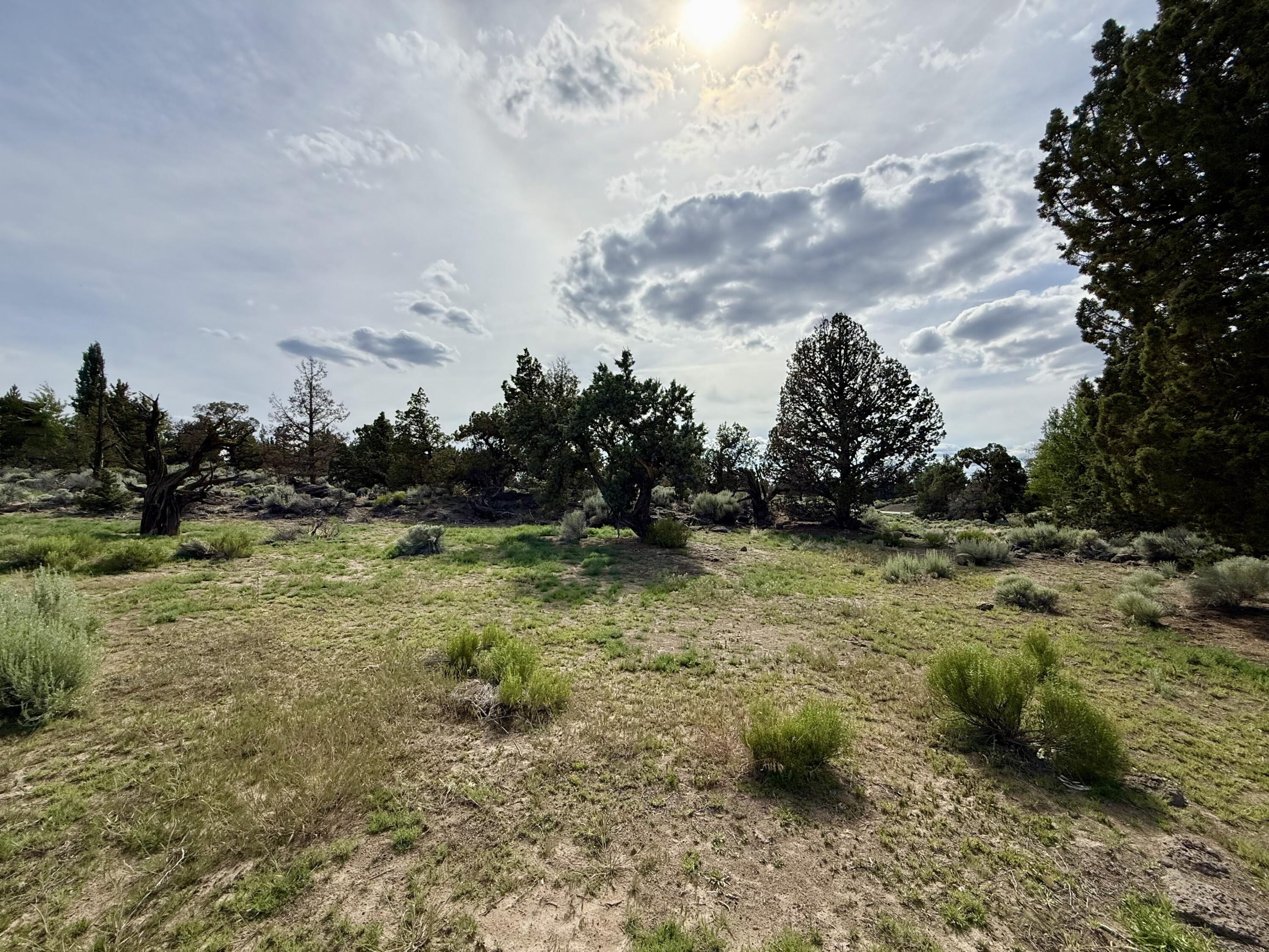 Pronghorn - Land