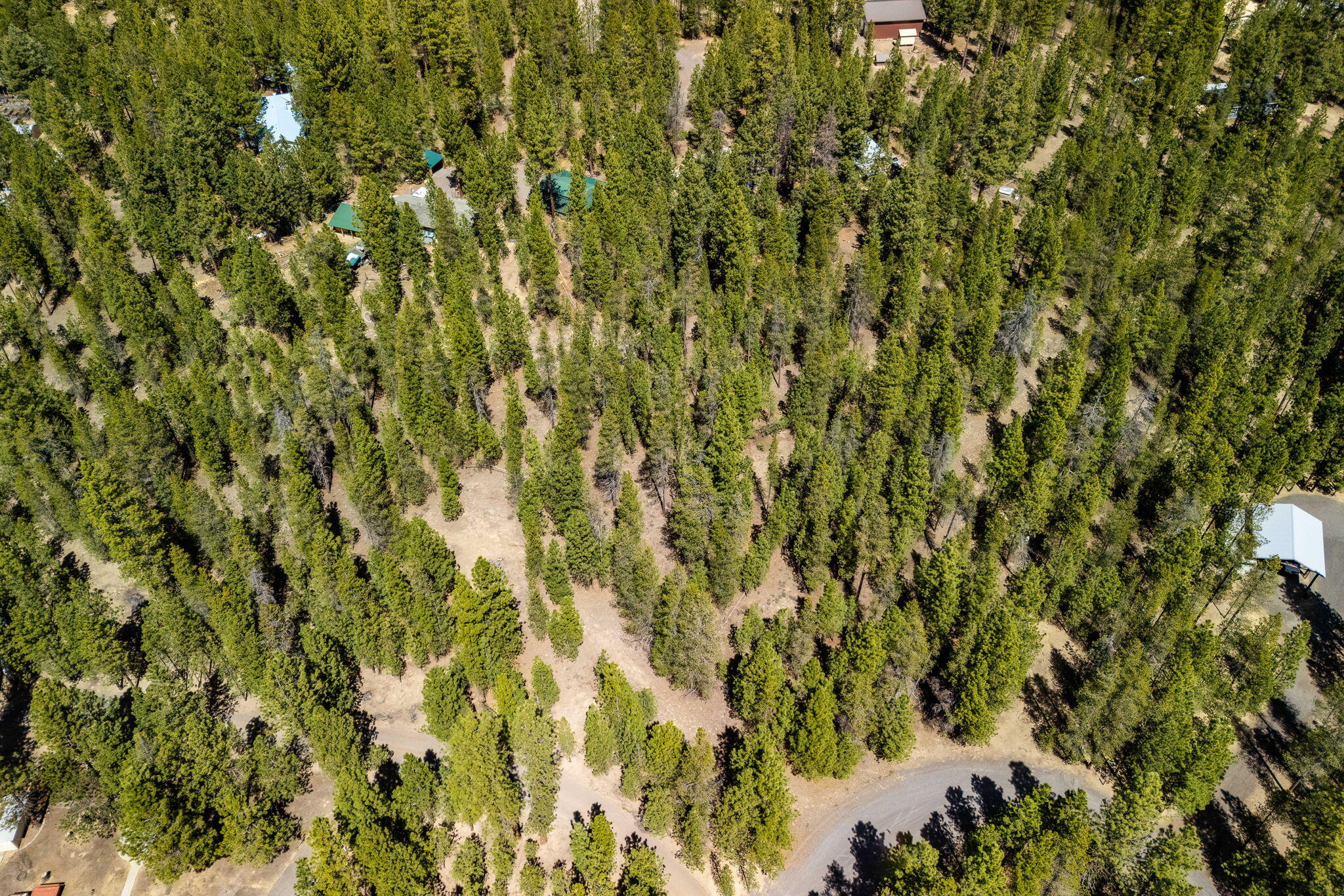 Ponderosa Pines - Land