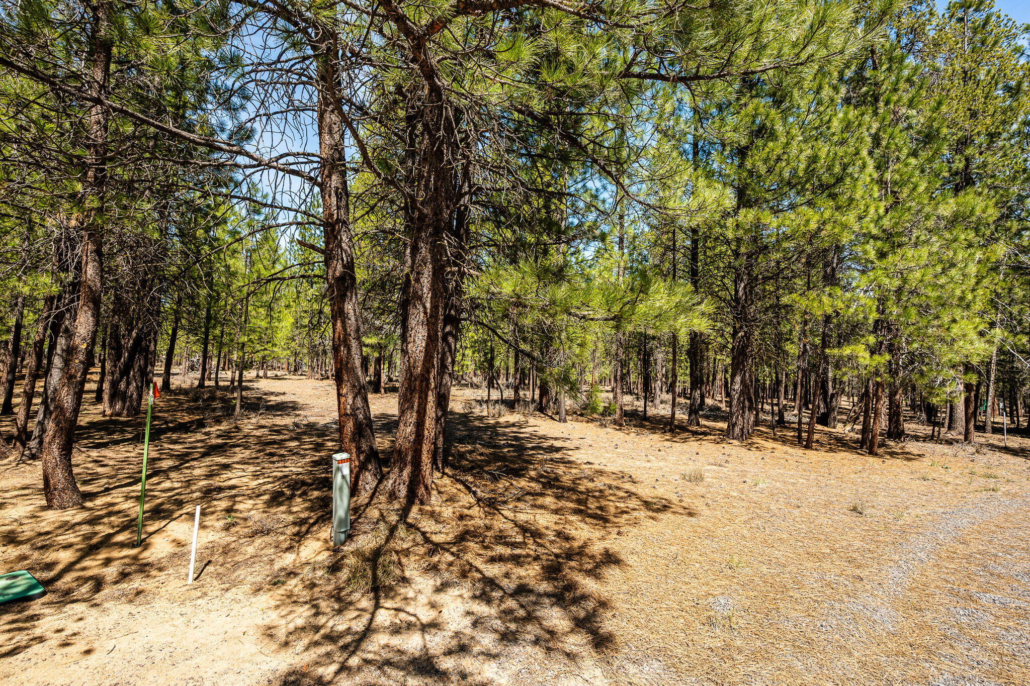 Ponderosa Pines - Land