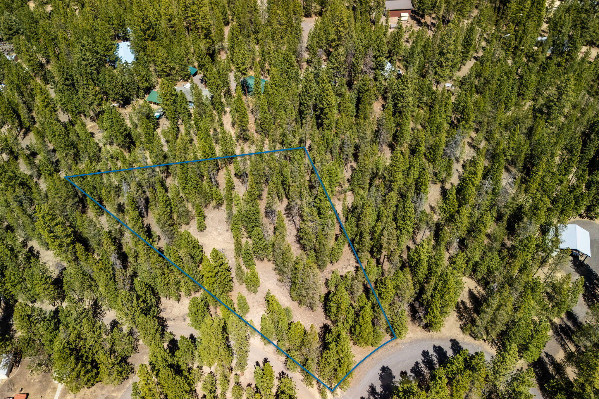 Ponderosa Pines - Land