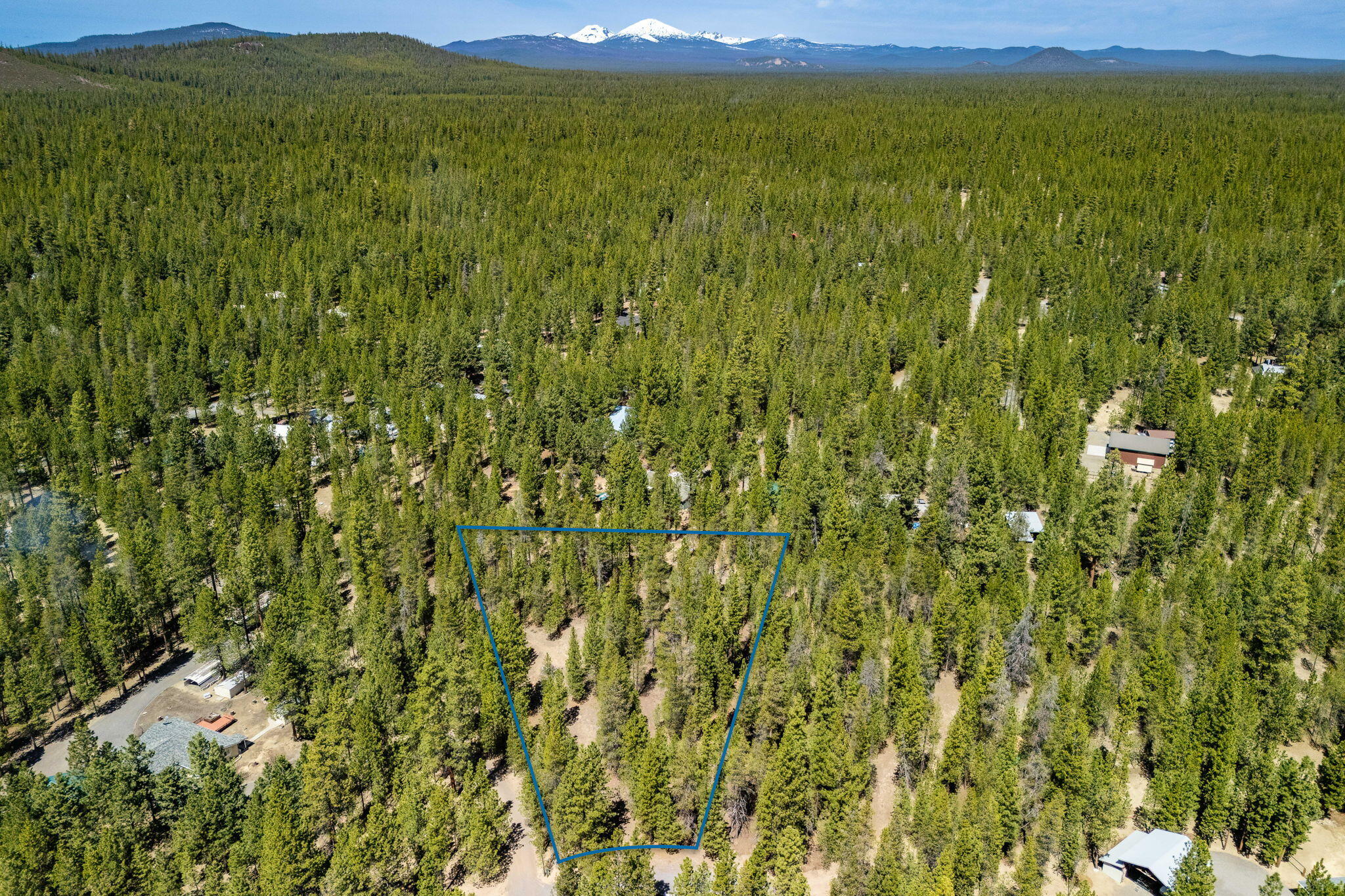 Ponderosa Pines - Land