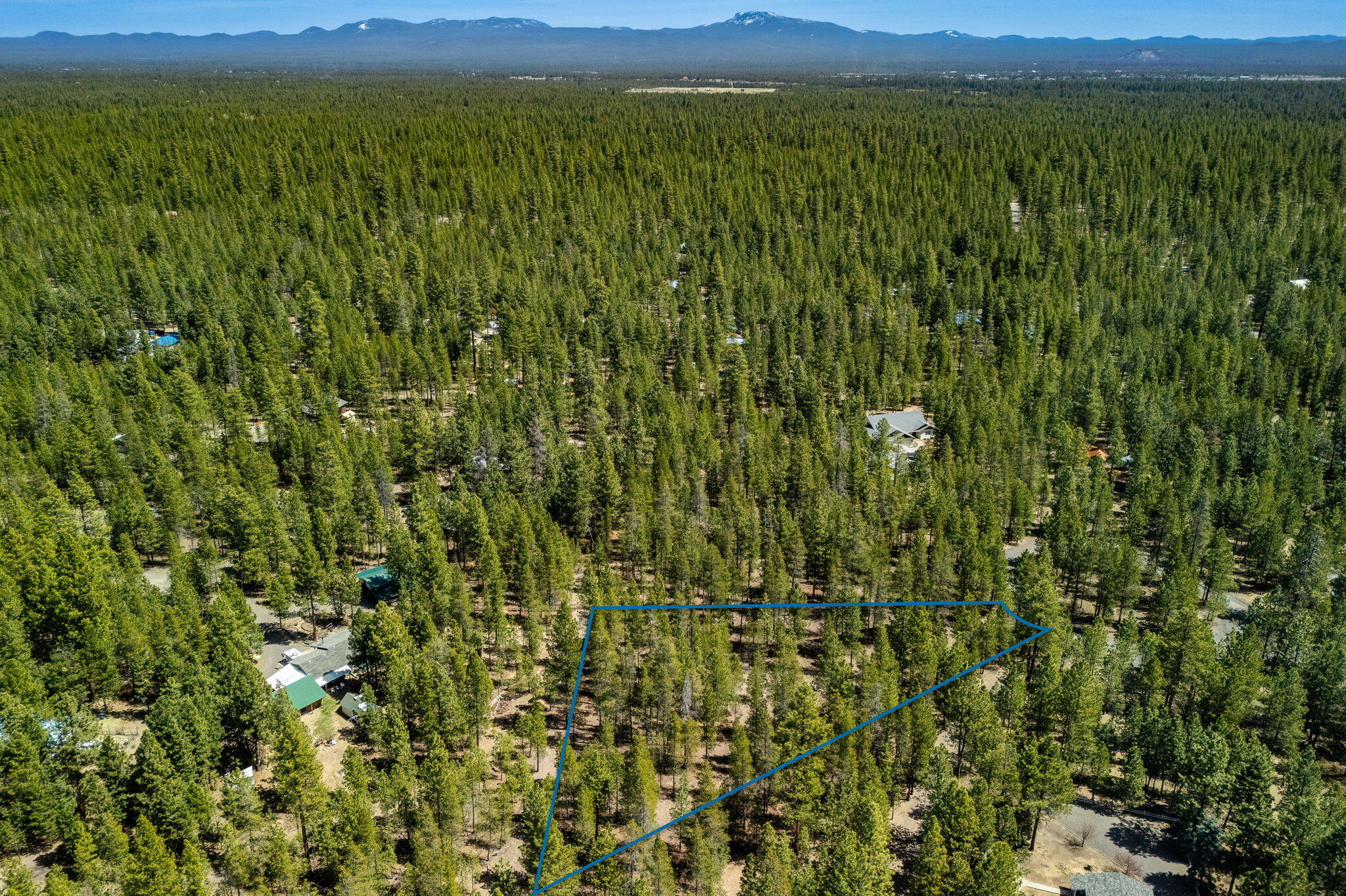 Ponderosa Pines - Land