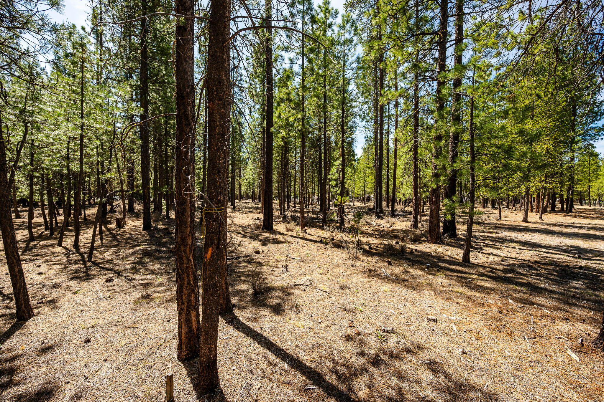 Ponderosa Pines - Land
