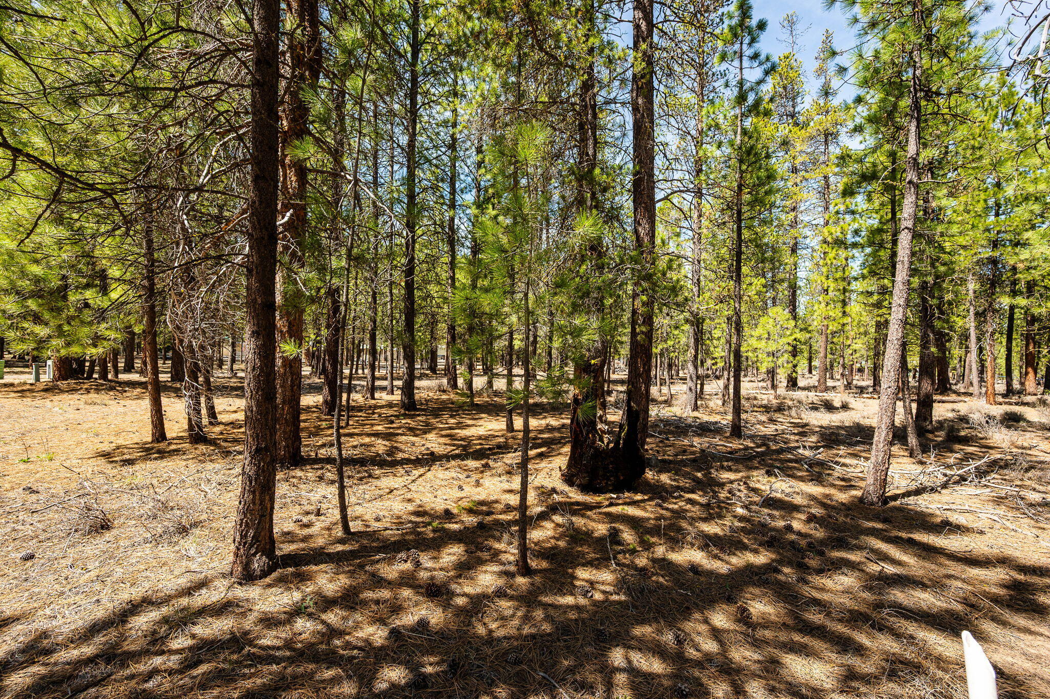 Ponderosa Pines - Land