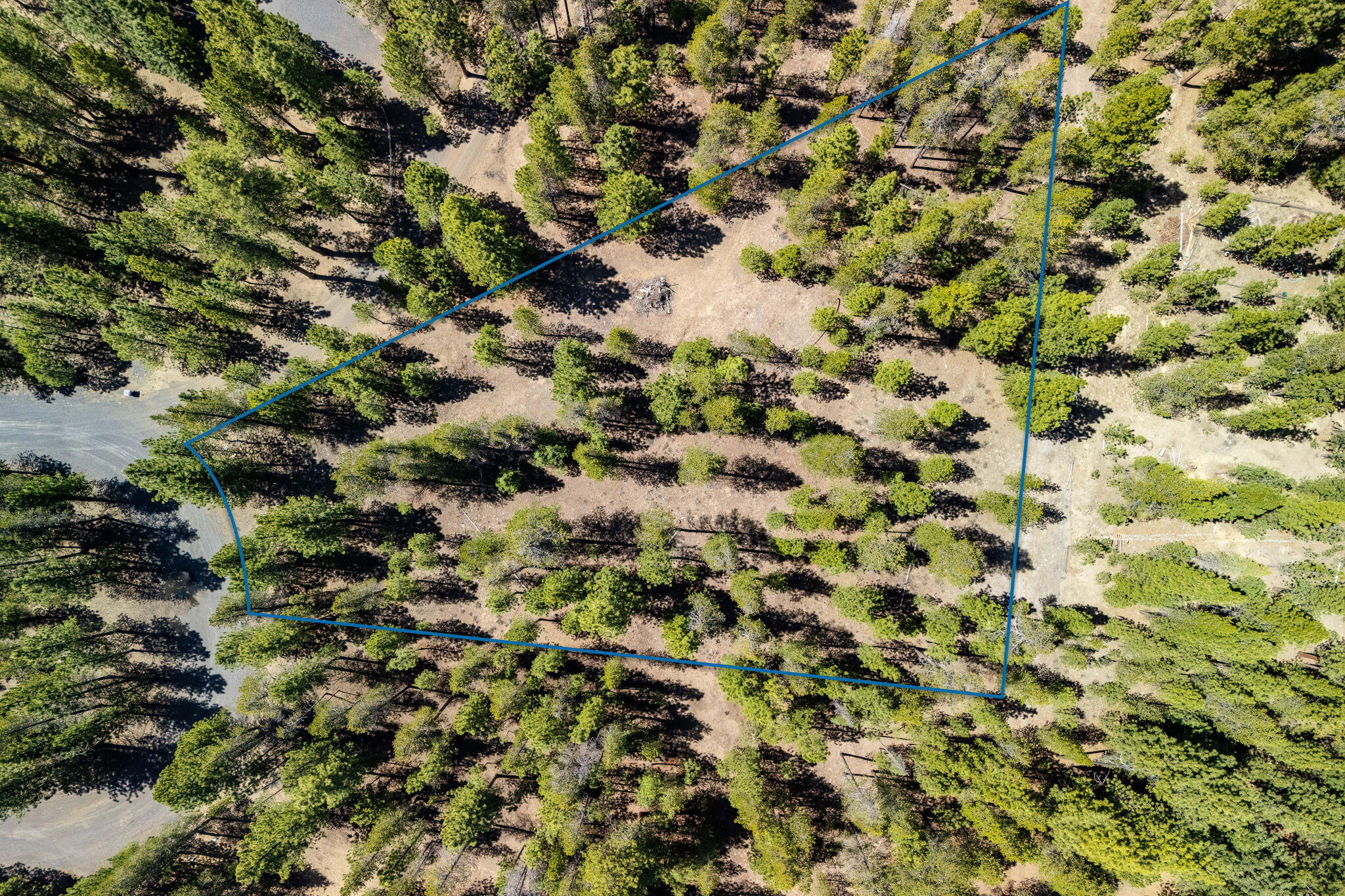 Ponderosa Pines - Land