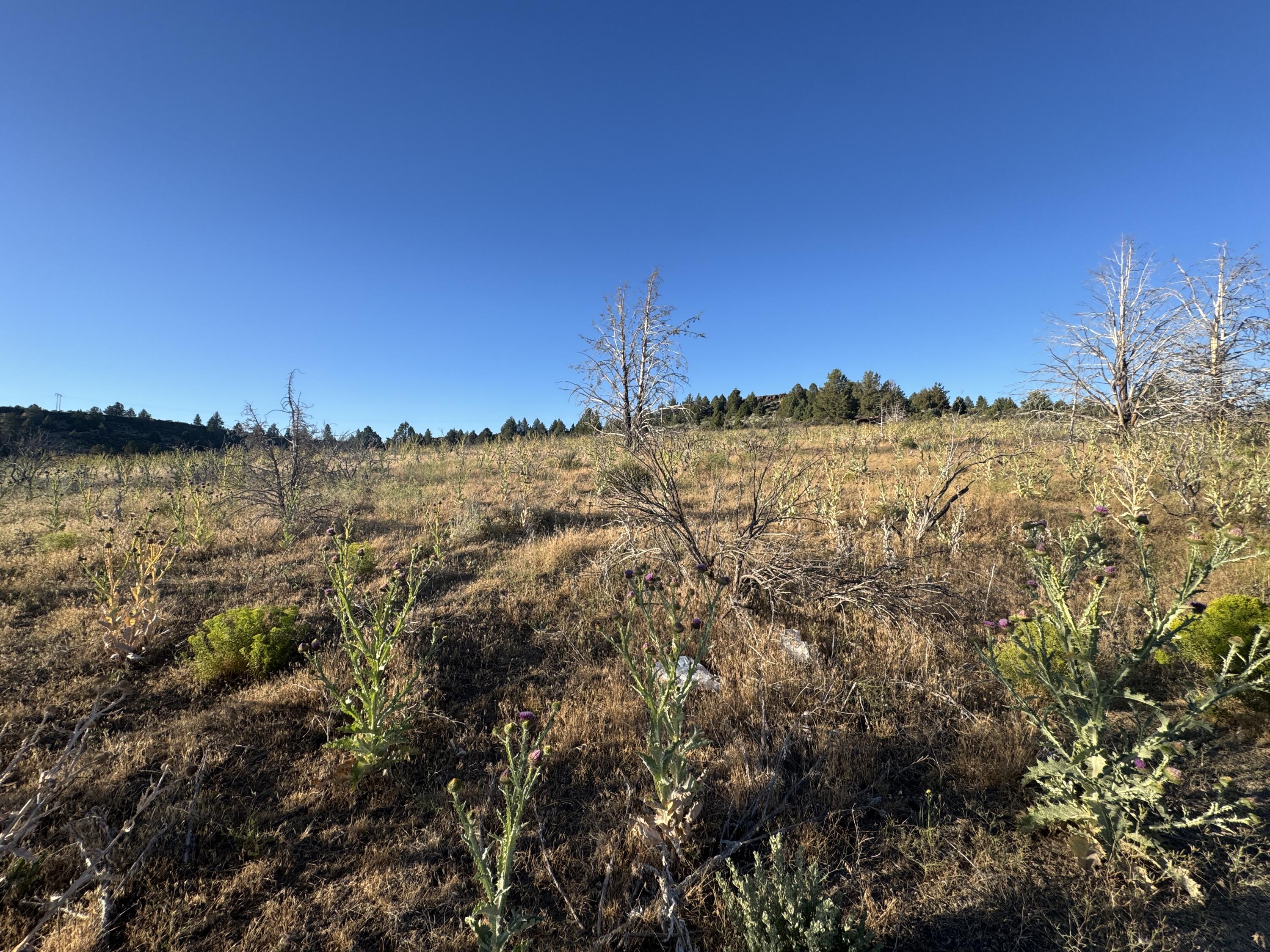 Nimrod River Park - Land