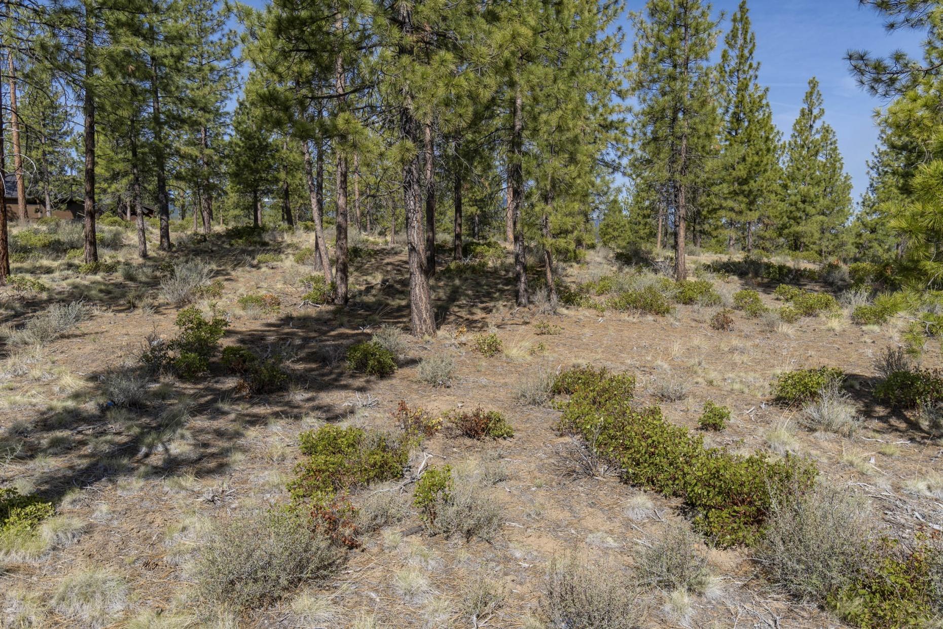 Tree Farm - Land