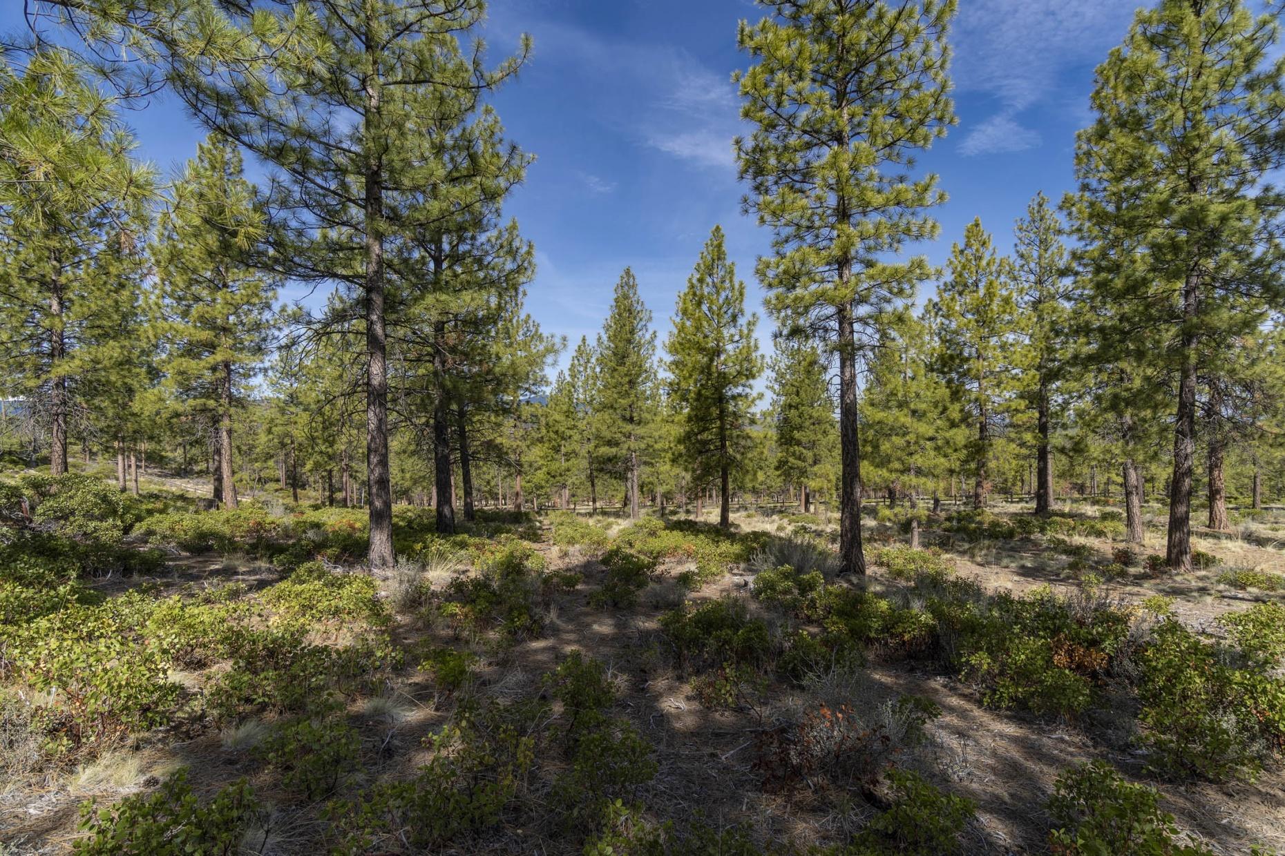 Tree Farm - Land