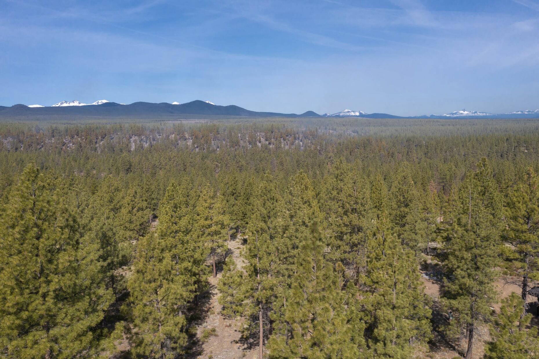 Tree Farm - Land