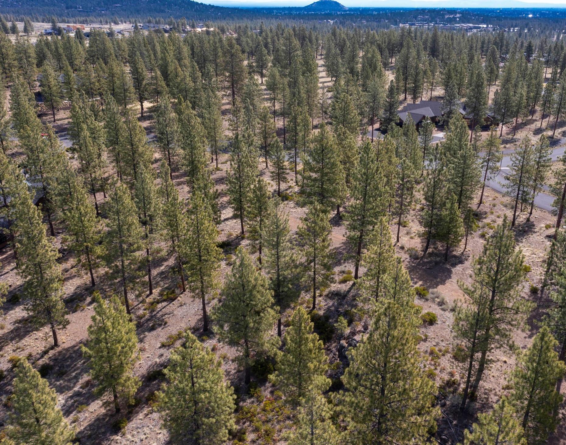 Tree Farm - Land