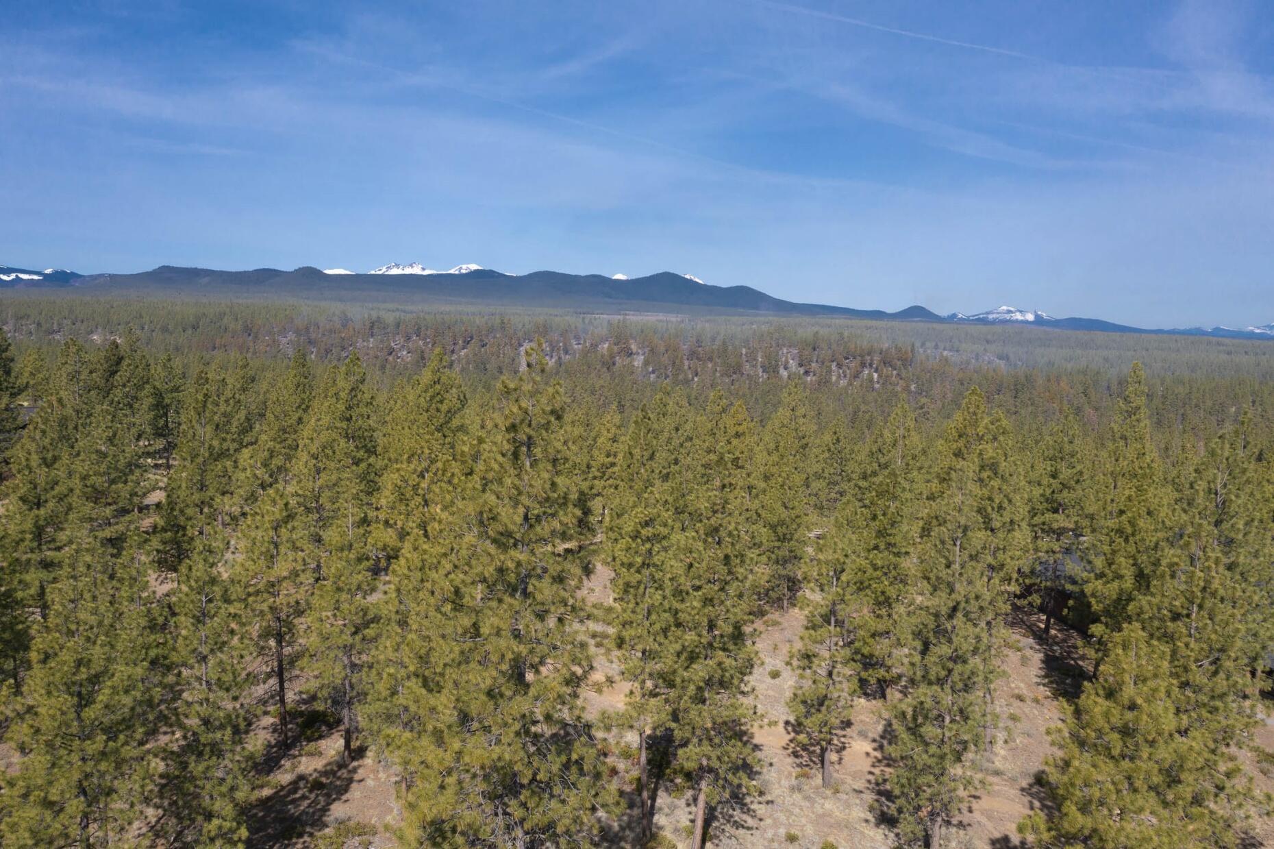 Tree Farm - Land