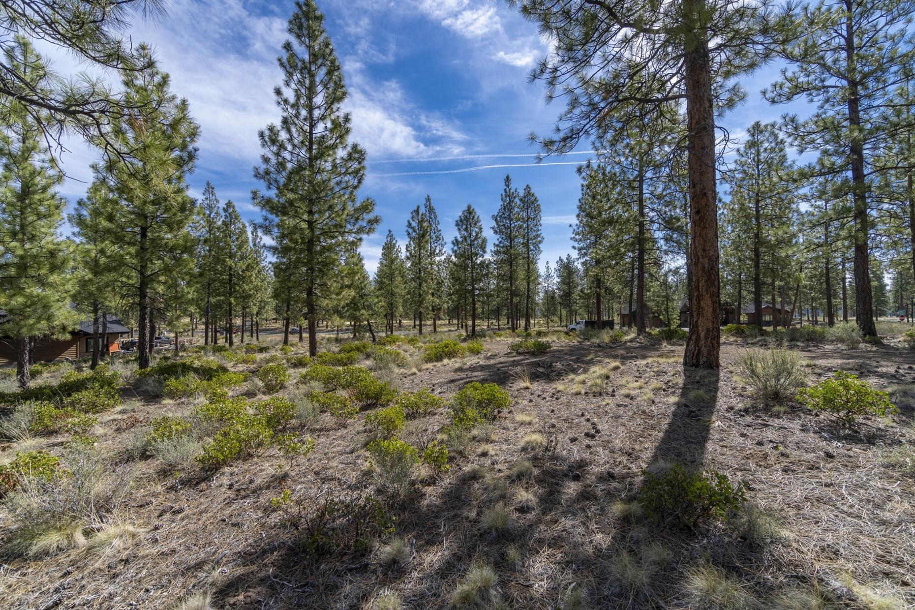 Tree Farm - Land